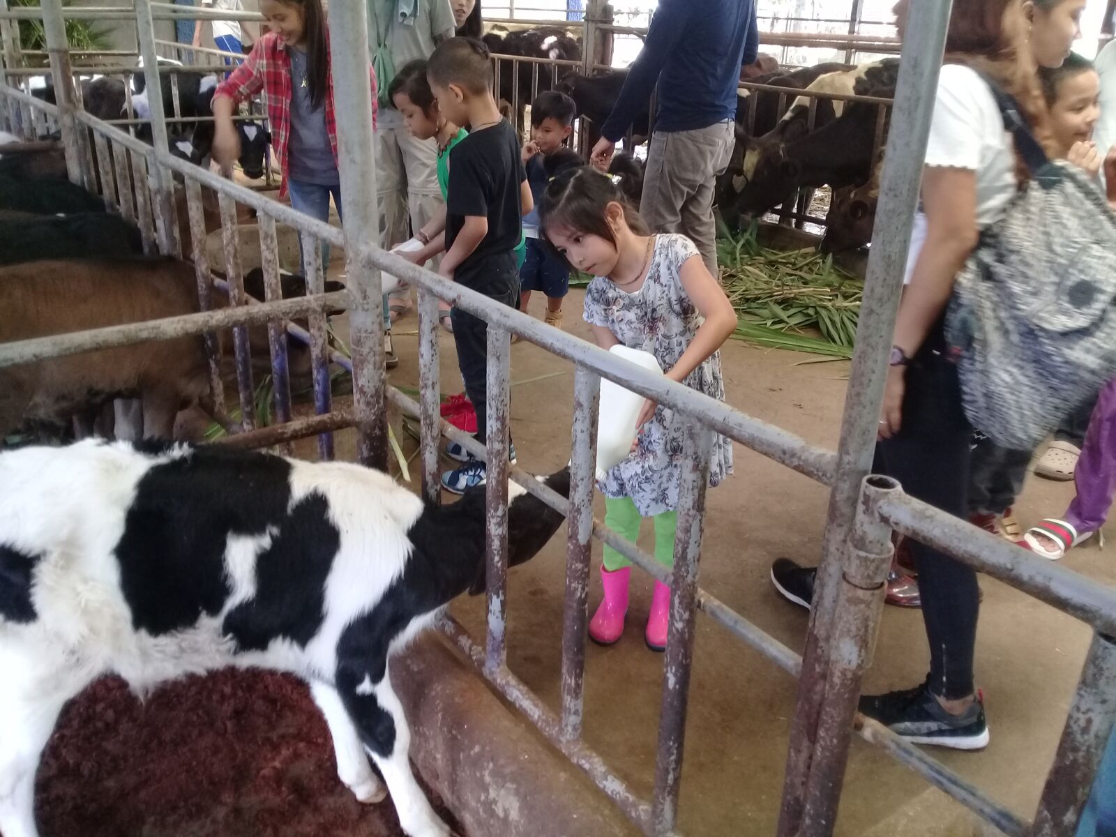 Samsung Galaxy J2 Prime sample photo. Milking cow, cow milk photography