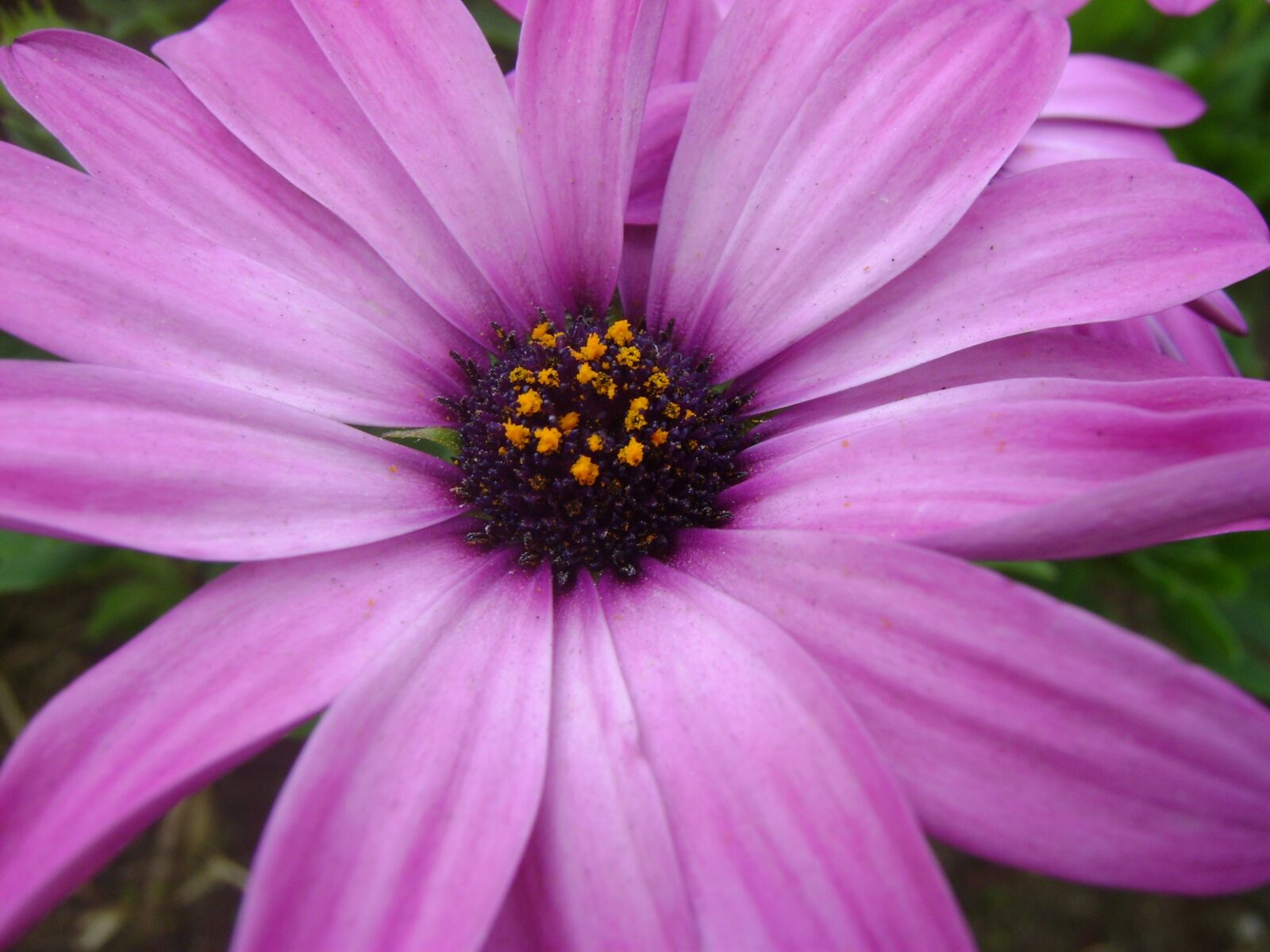 Sony DSC-S730 sample photo. The purple flower, flower photography