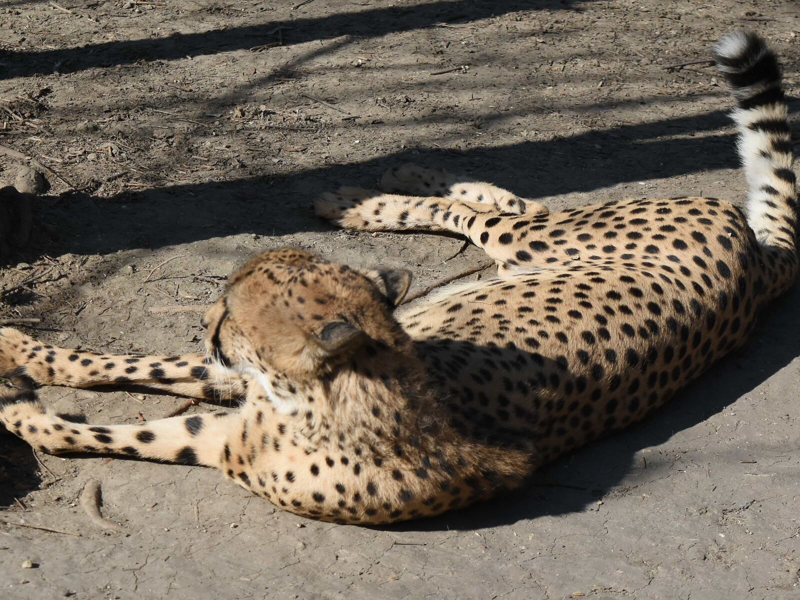 Nikon D5500 sample photo. Leopard, feline, cat, wild photography