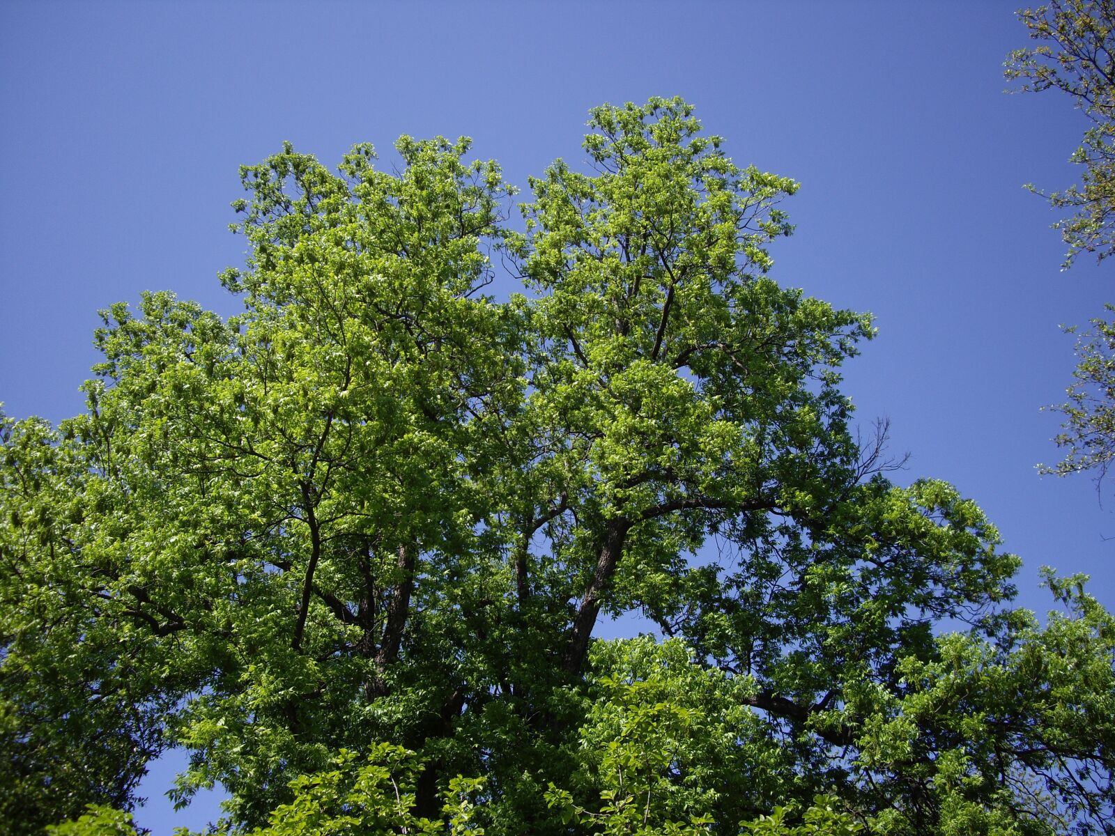 Pentax OPTIO A30 sample photo. Nature, tree, sky photography