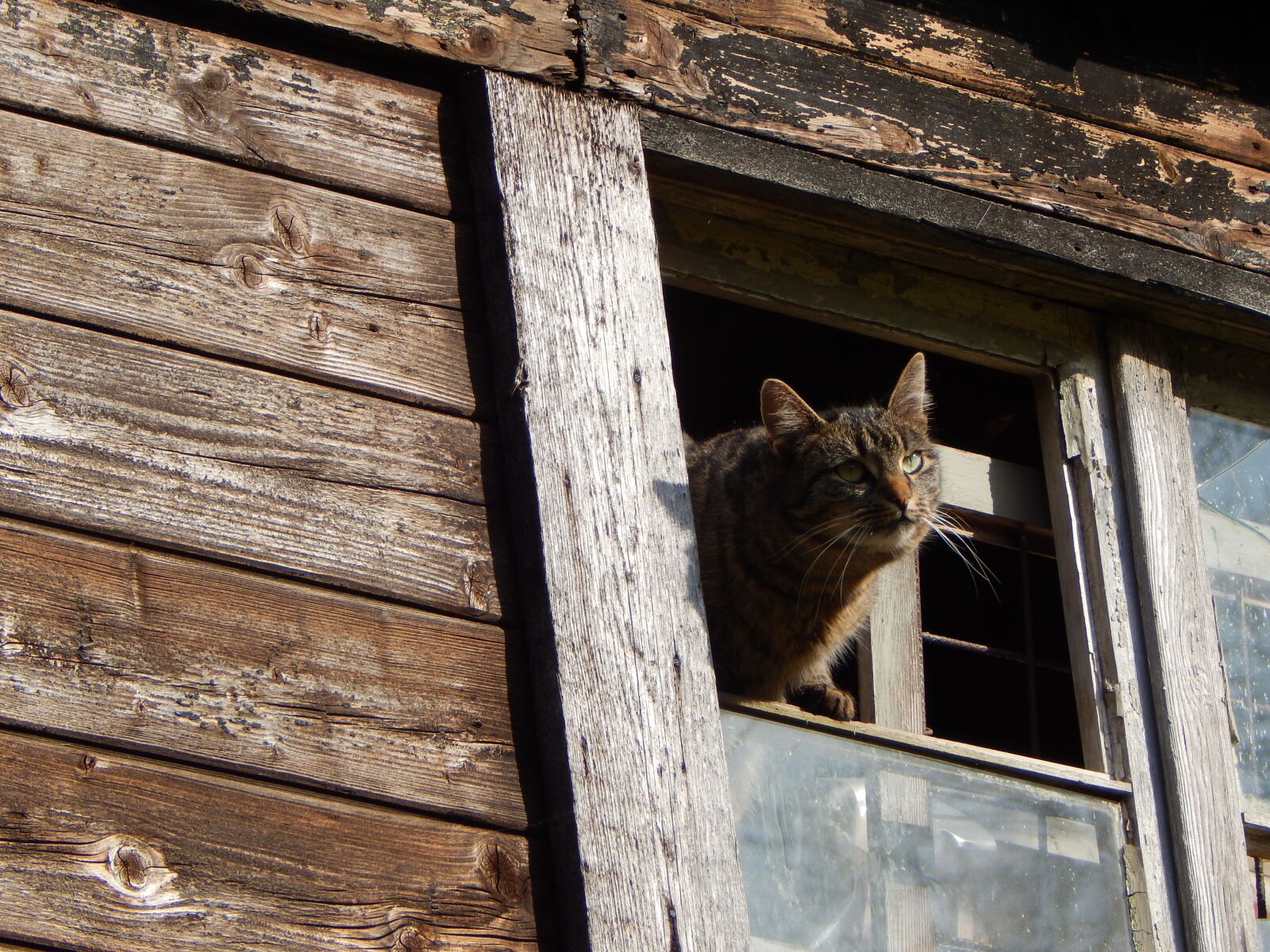 Nikon Coolpix L830 sample photo. Domestic cat, animal, pet photography
