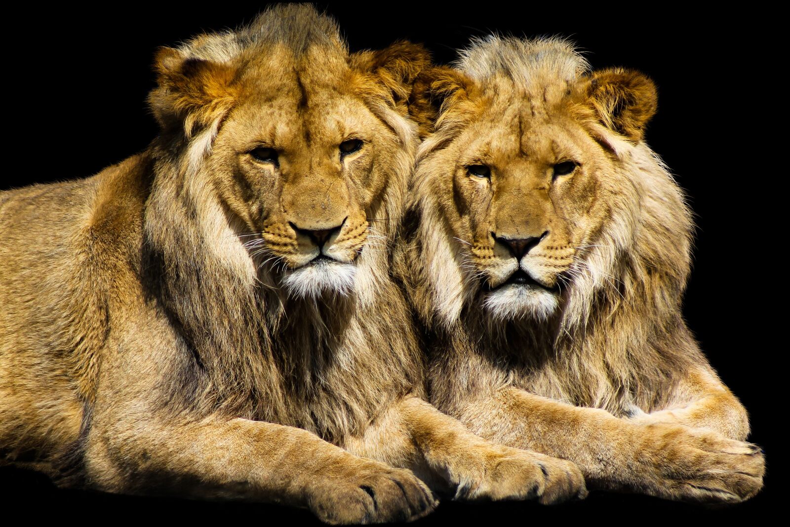 Canon EF75-300mm f/4-5.6 sample photo. Animal, lion, cat photography