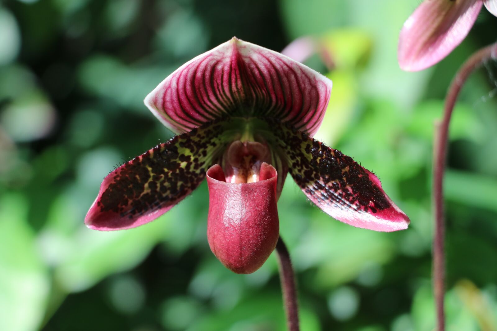 Canon EOS 750D (EOS Rebel T6i / EOS Kiss X8i) sample photo. Orquidea, flower, garden photography