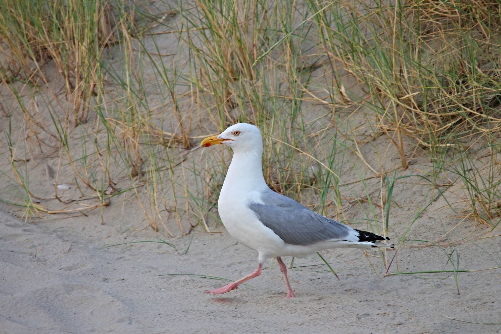 Canon EOS 1100D (EOS Rebel T3 / EOS Kiss X50) sample photo. Herring gull, beach, seevogel photography