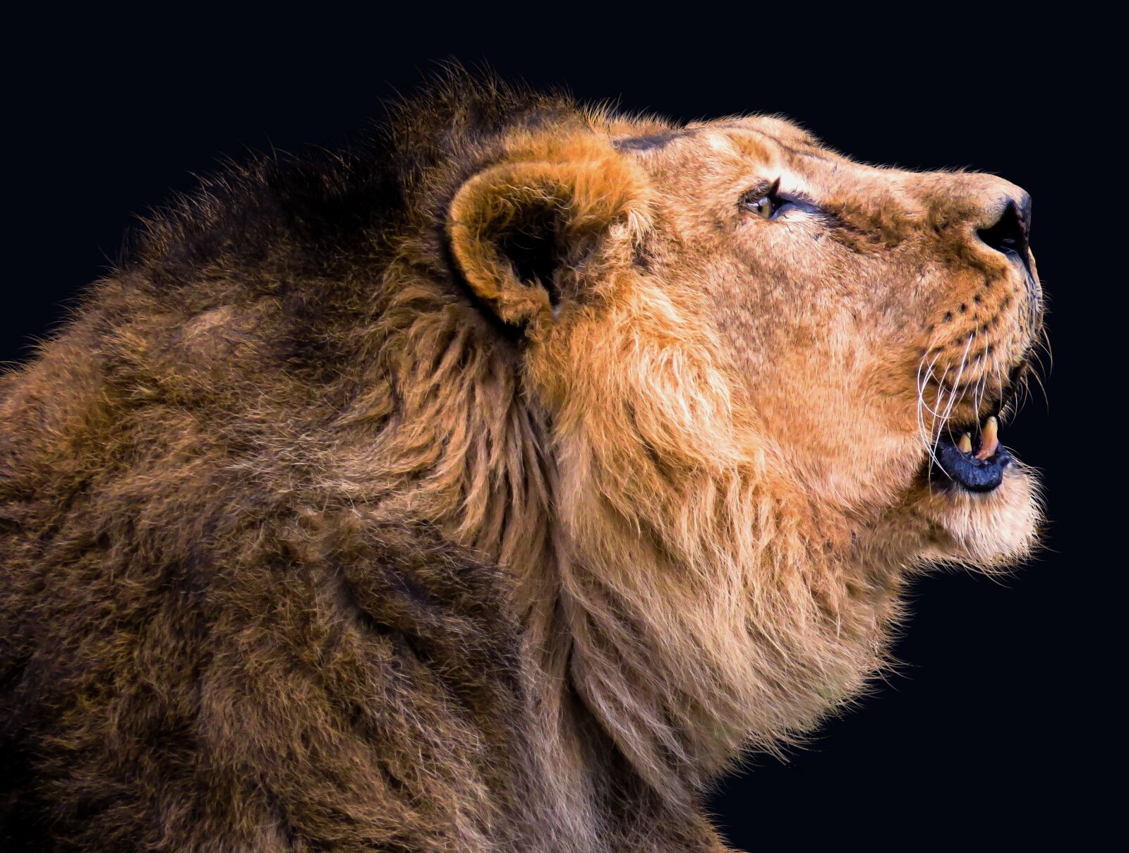 Canon PowerShot SX50 HS sample photo. Animal, lion, big cat photography