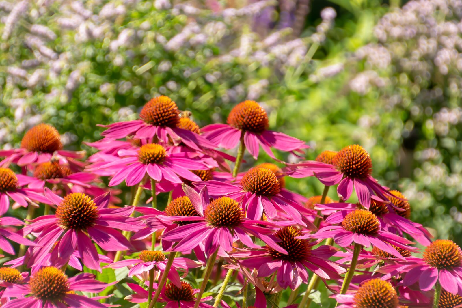 Nikon D3300 sample photo. Garden, nature, green photography