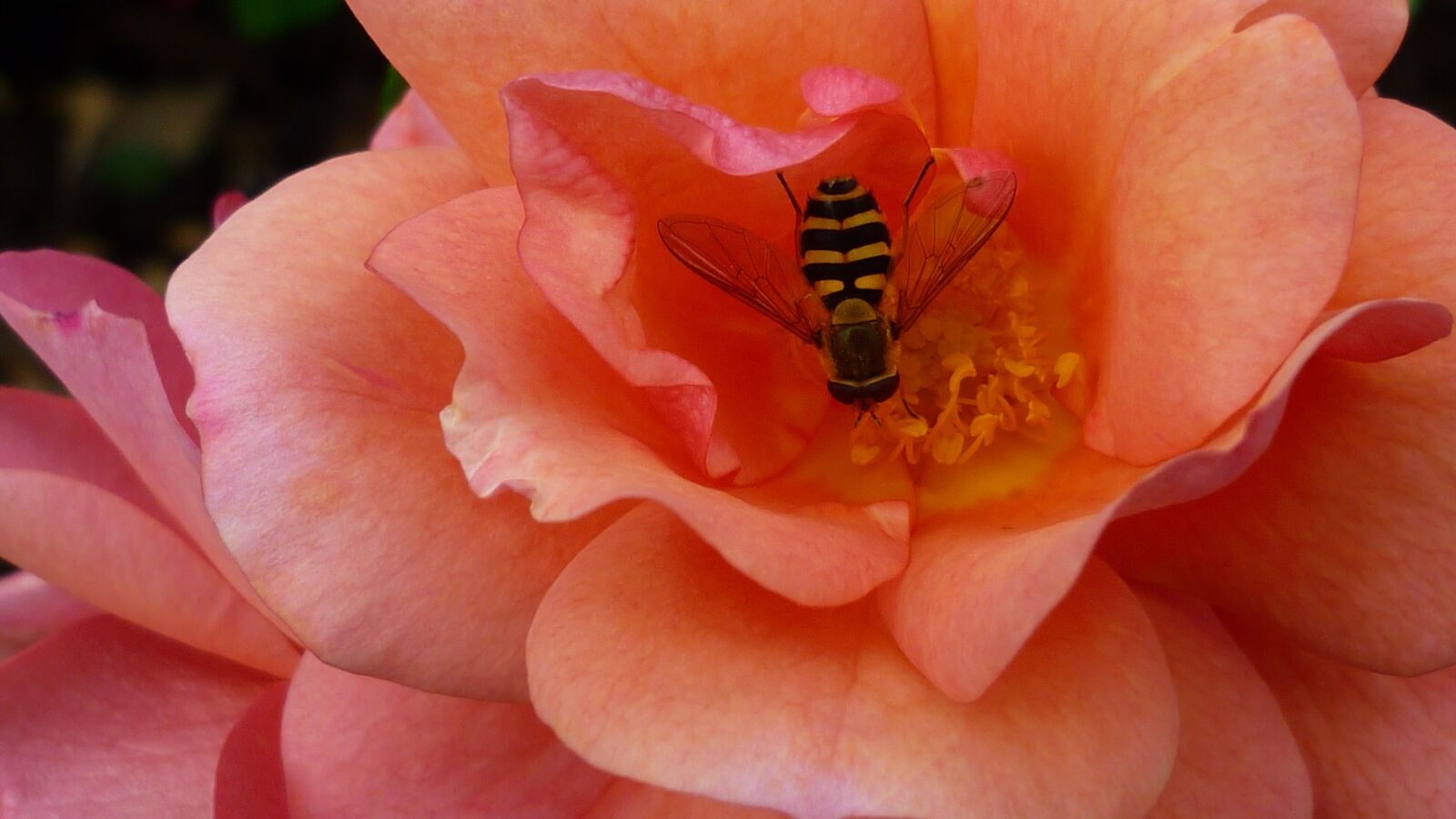 Panasonic Lumix DMC-FS6 sample photo. Rose, flower, blossom photography