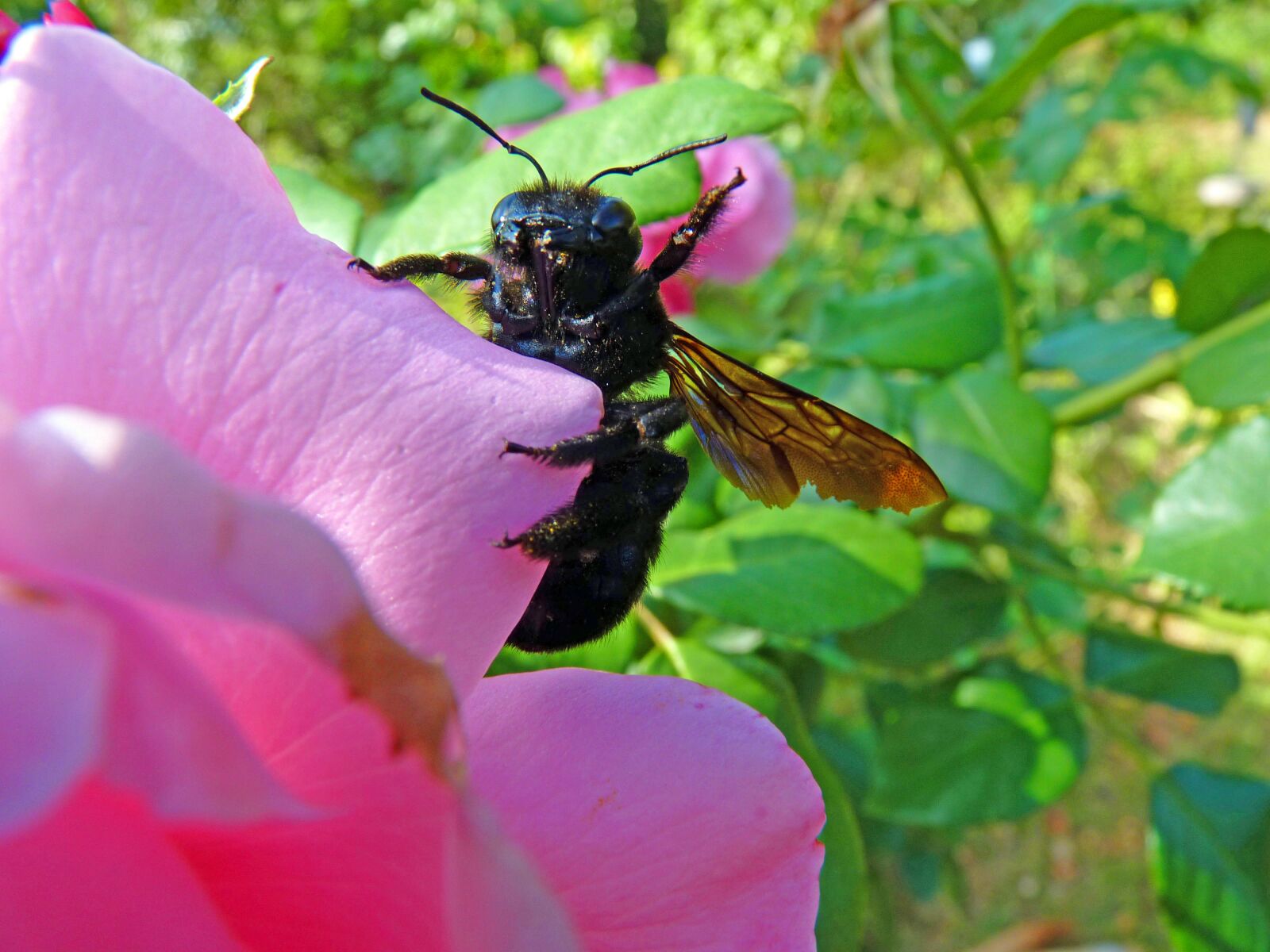 Panasonic Lumix DMC-FZ35 (Lumix DMC-FZ38) sample photo. Carpenter bee, insect, forage photography