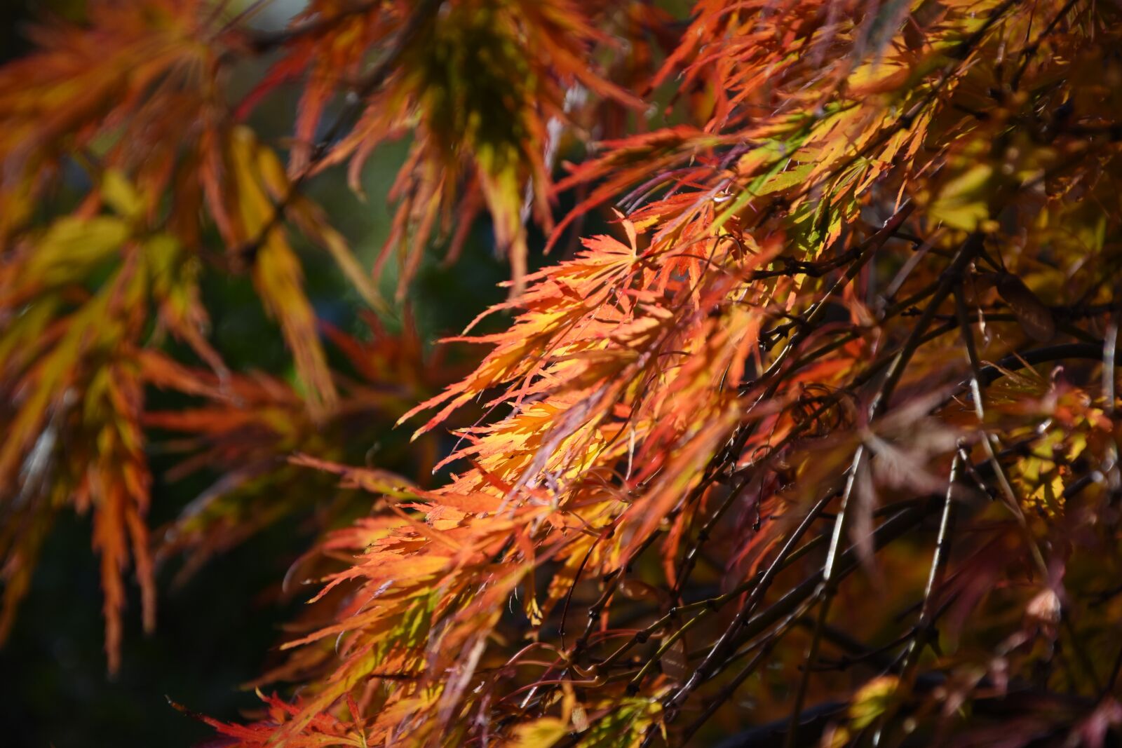 Nikon D7200 sample photo. Fall, autumn leaf, red photography