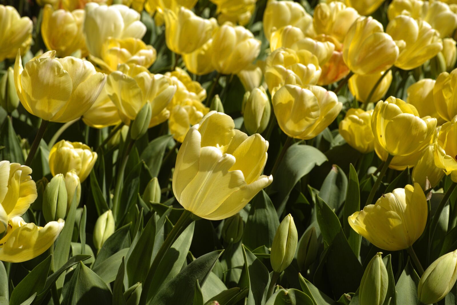 Sigma DP3 Merrill sample photo. Tulips, flower, vivid color photography