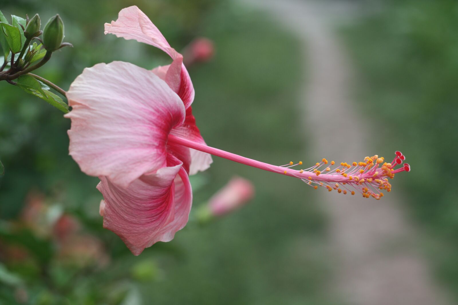Canon EOS 450D (EOS Rebel XSi / EOS Kiss X2) sample photo. Flower, thailand, ko payam photography