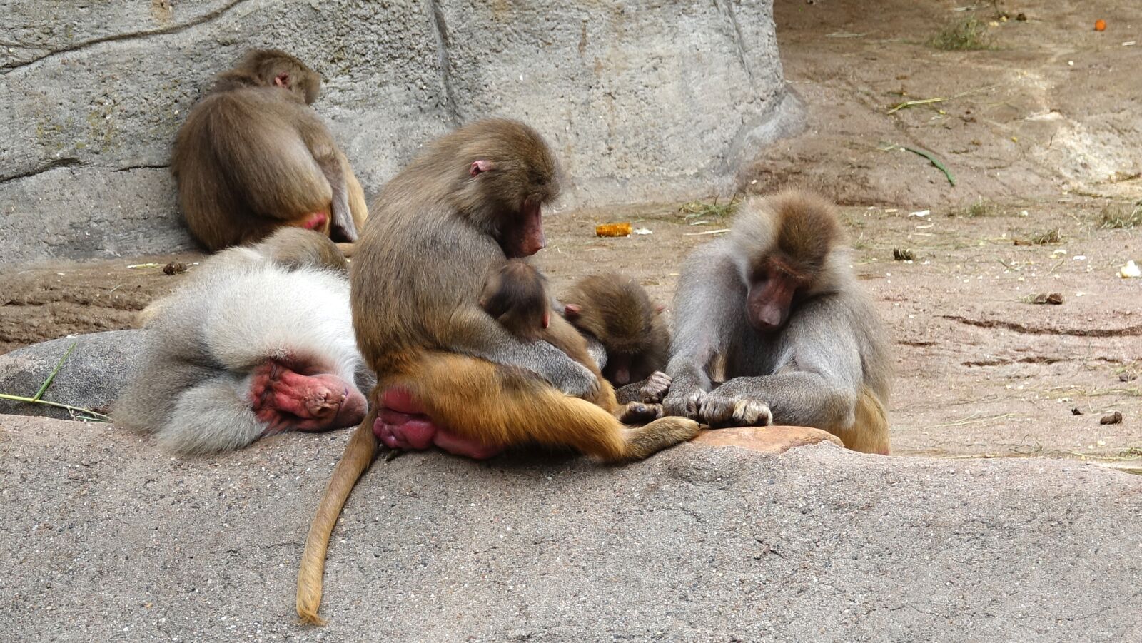 Sony Cyber-shot DSC-RX10 III sample photo. Nap, ape, zoo photography