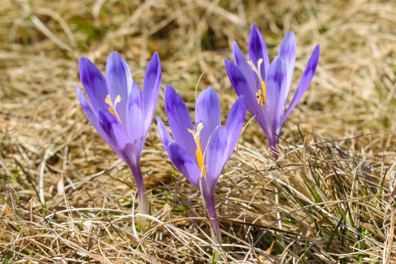 Nikon D5300 sample photo. Flower, krokus, spring photography