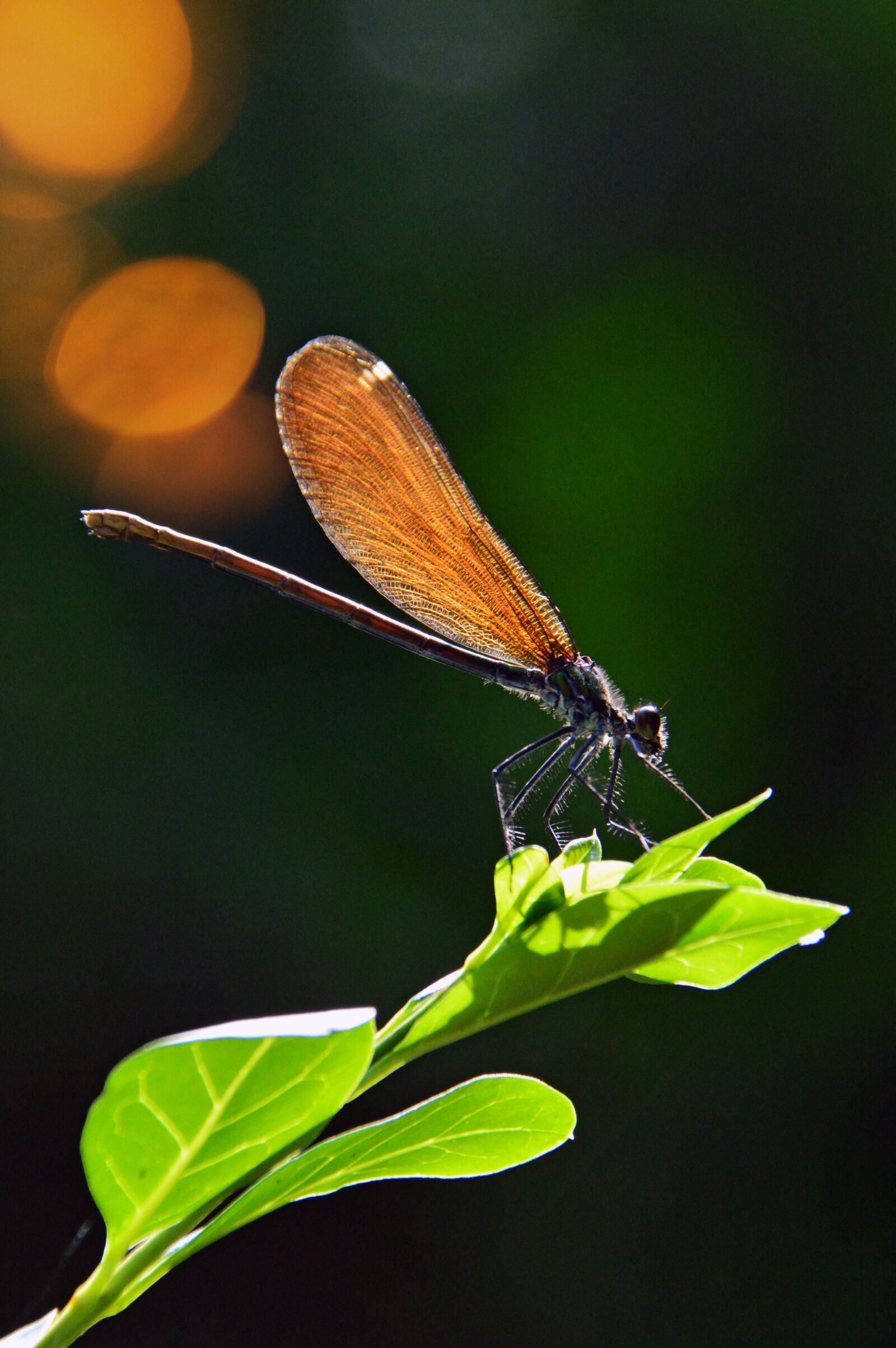 Nikon D3200 sample photo. Dragonfly, insect, nature photography