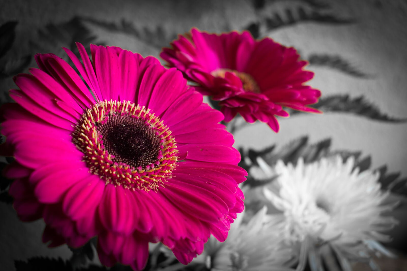 Nikon D5600 sample photo. Nature, flower, plant photography