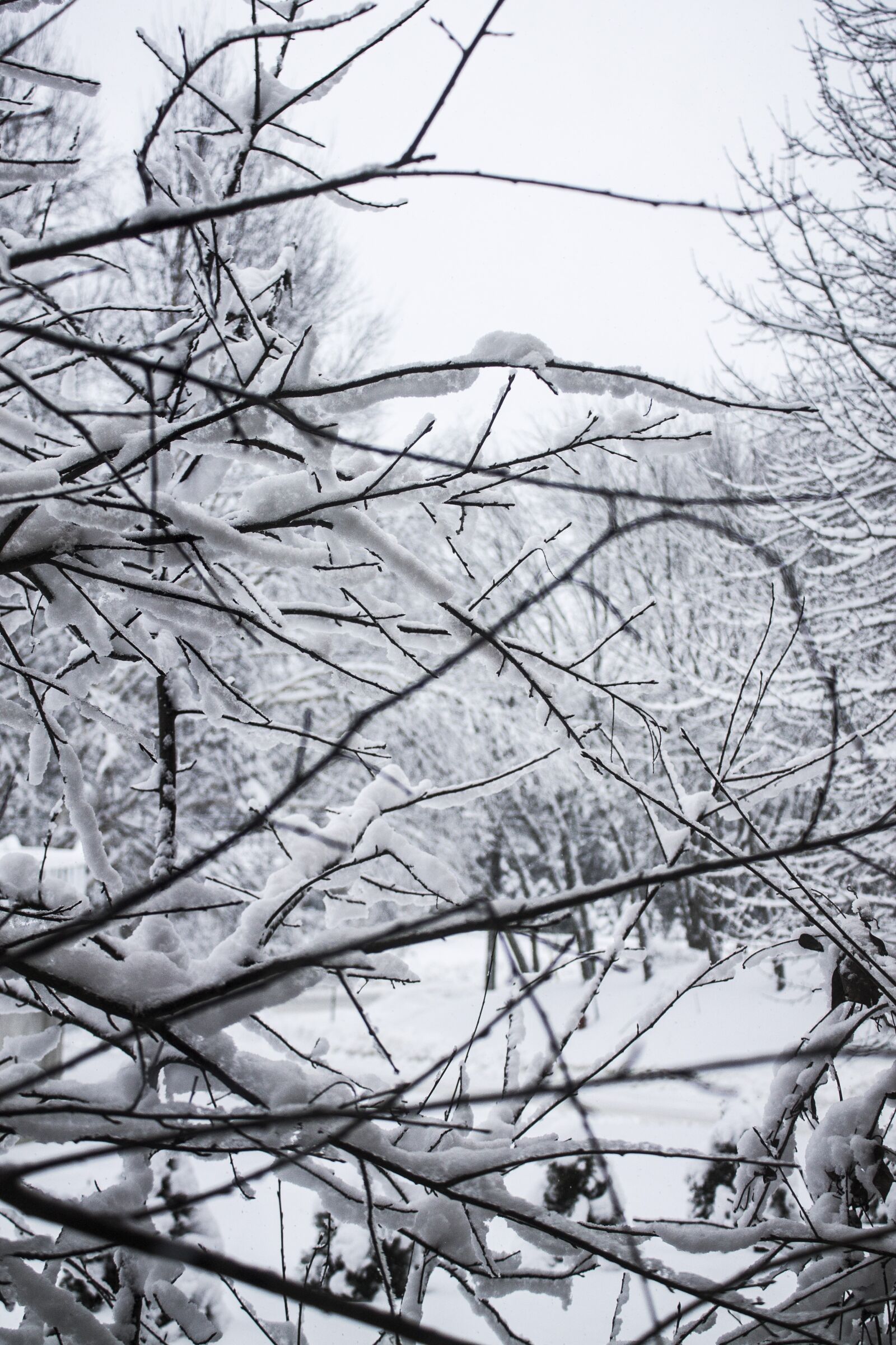 Canon EOS 1100D (EOS Rebel T3 / EOS Kiss X50) sample photo. Snow, tree, cold photography