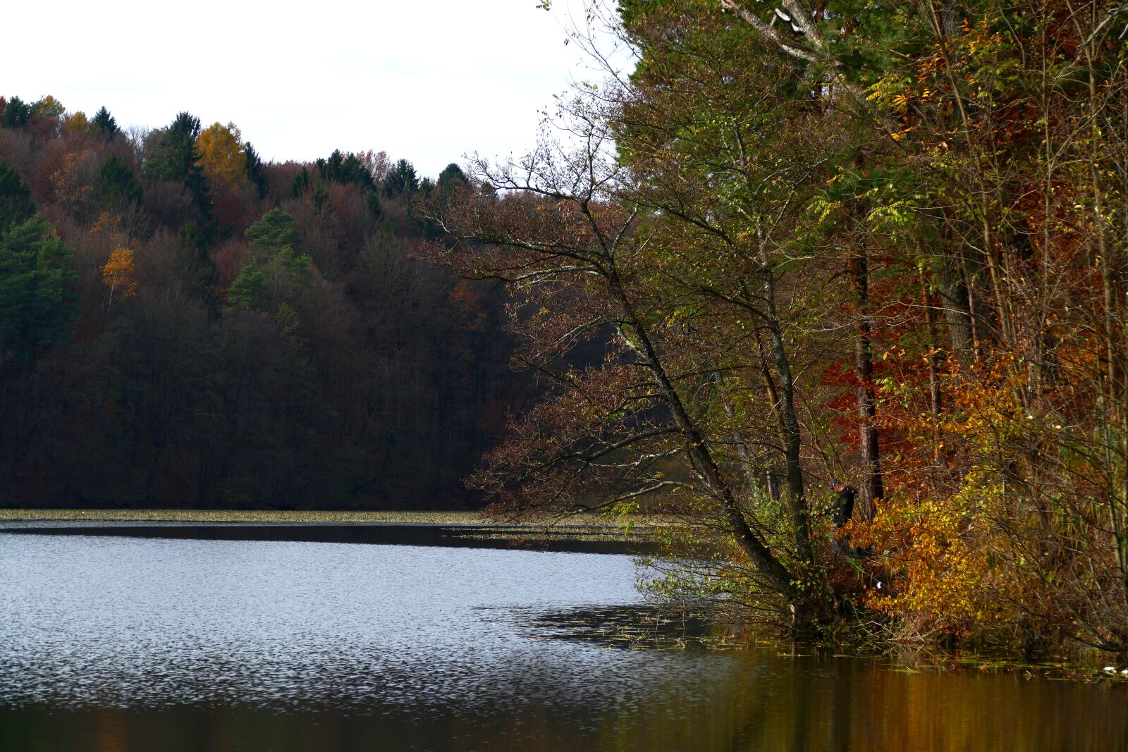 Panasonic Lumix DMC-FZ1000 sample photo. Water, tree, nature photography