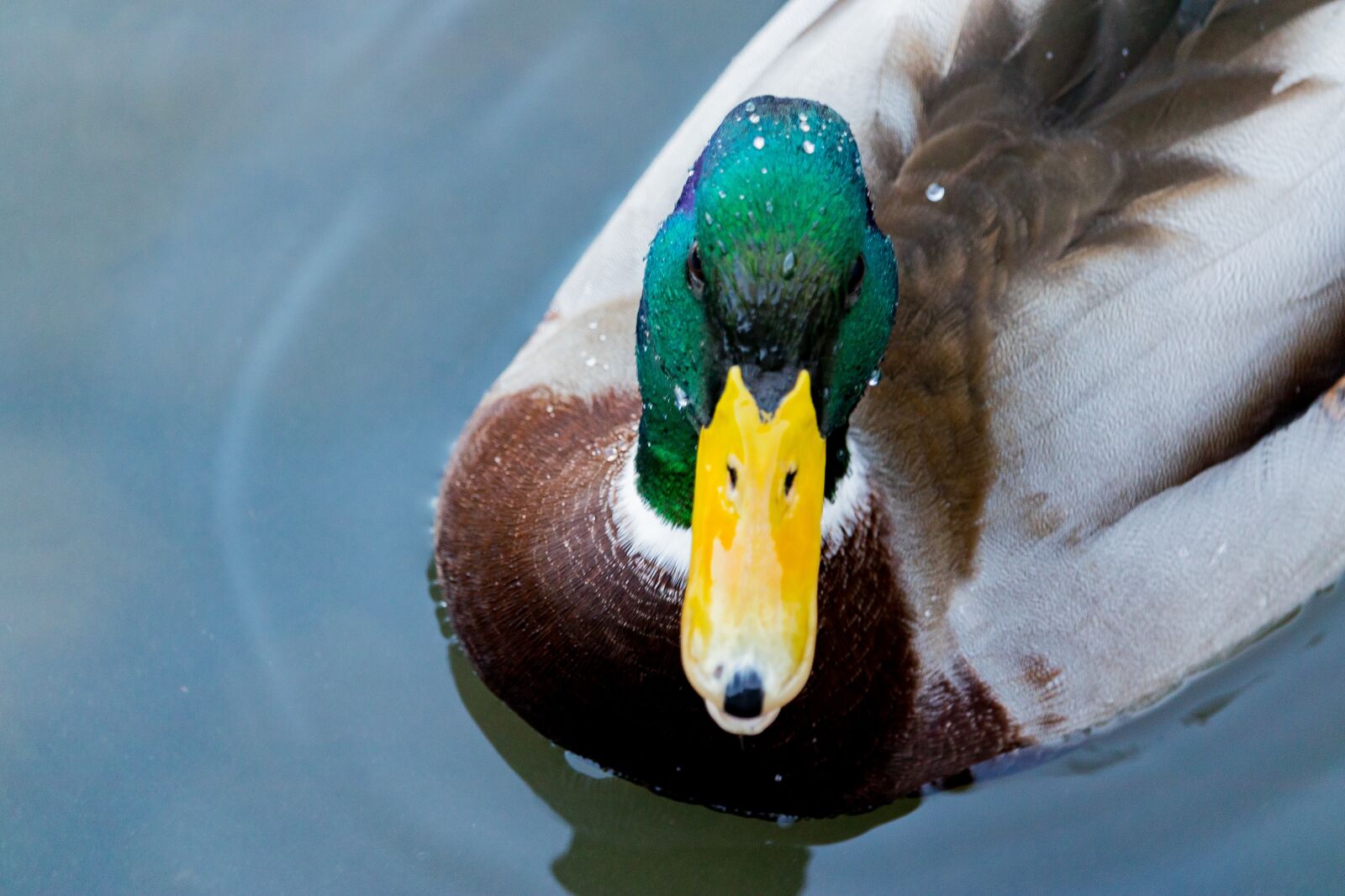 Canon EOS 77D (EOS 9000D / EOS 770D) sample photo. Duck, animals, water bird photography