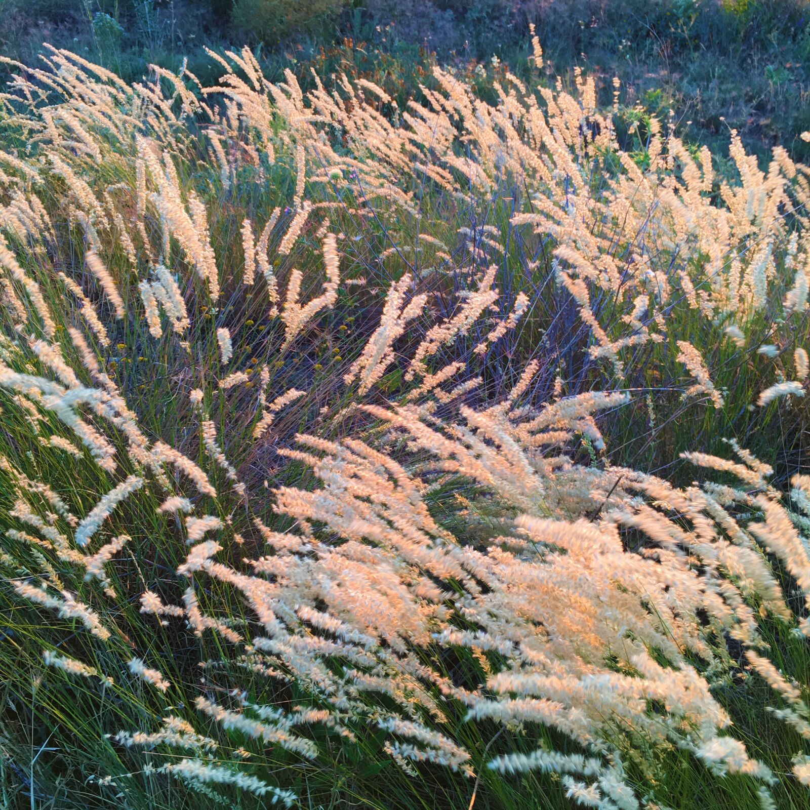 iPhone 6s back camera 4.15mm f/2.2 sample photo. Herbs, rural, summer photography