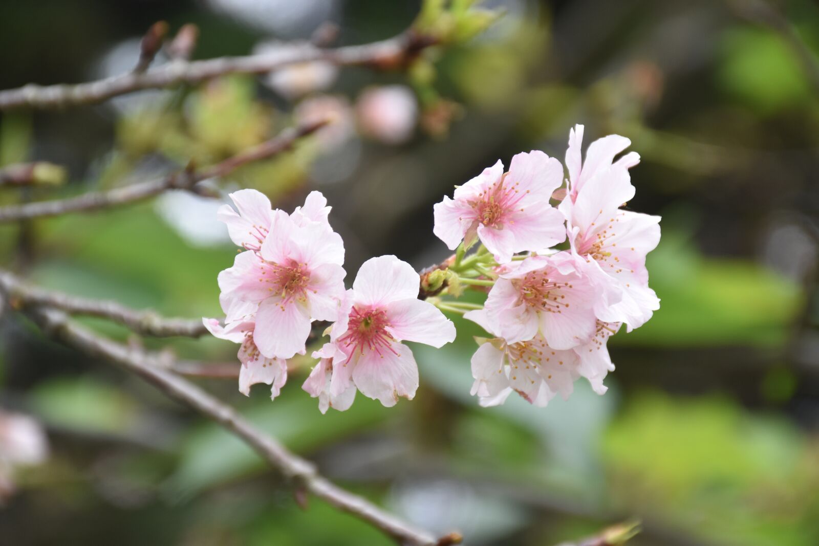 Nikon D5500 sample photo. Flower, nature, plant photography