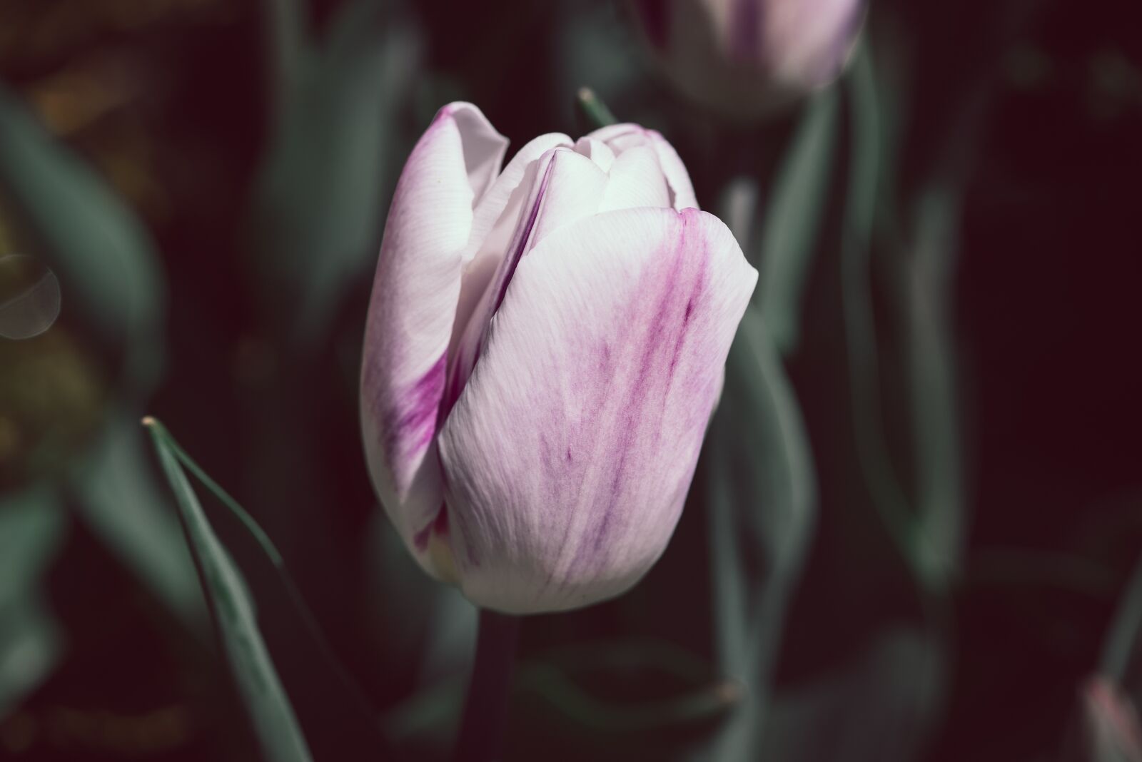 Nikon D750 sample photo. Tulip, flower, garden photography