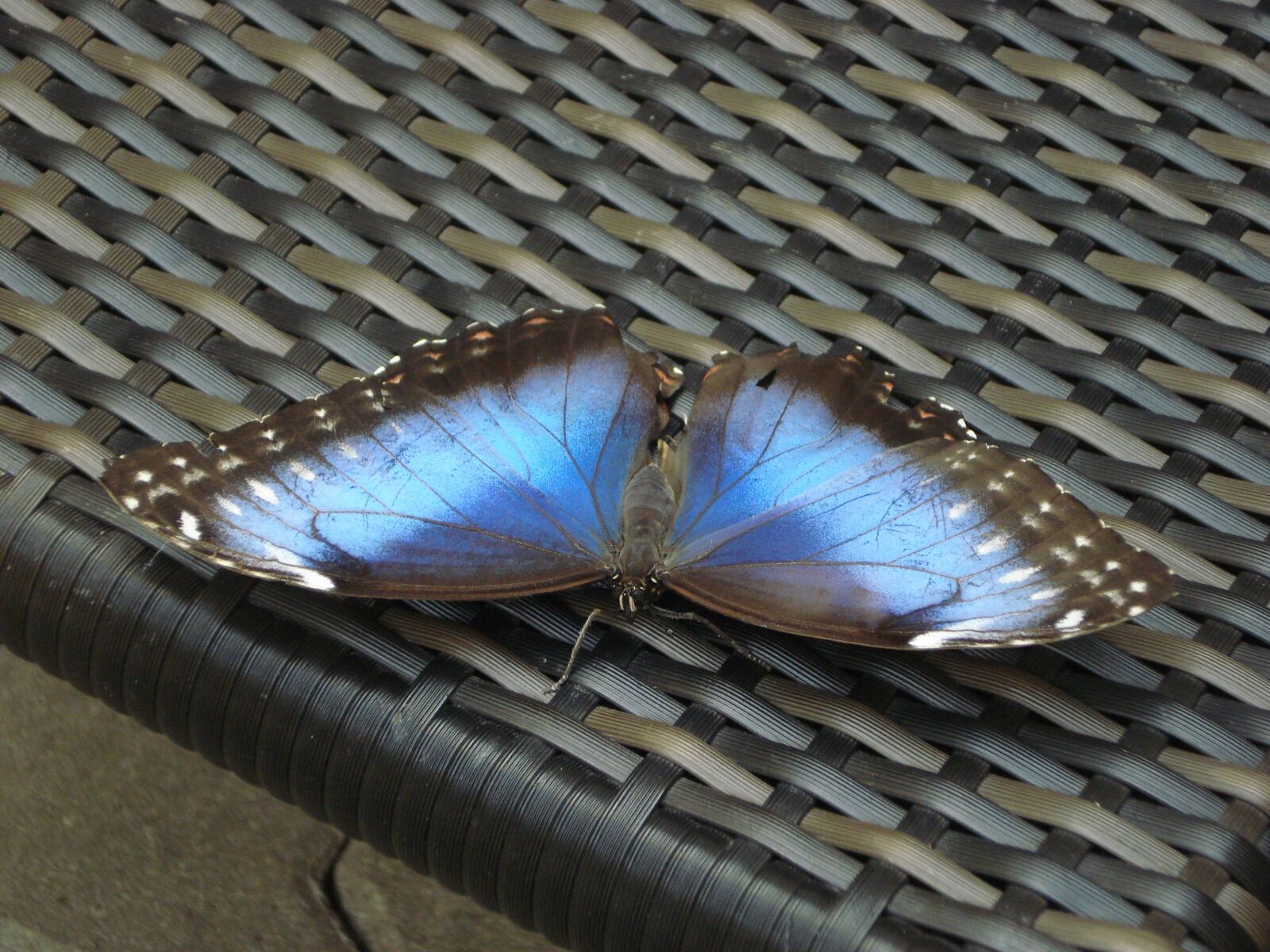 Sony DSC-W55 sample photo. Butterfly, blue, insect photography