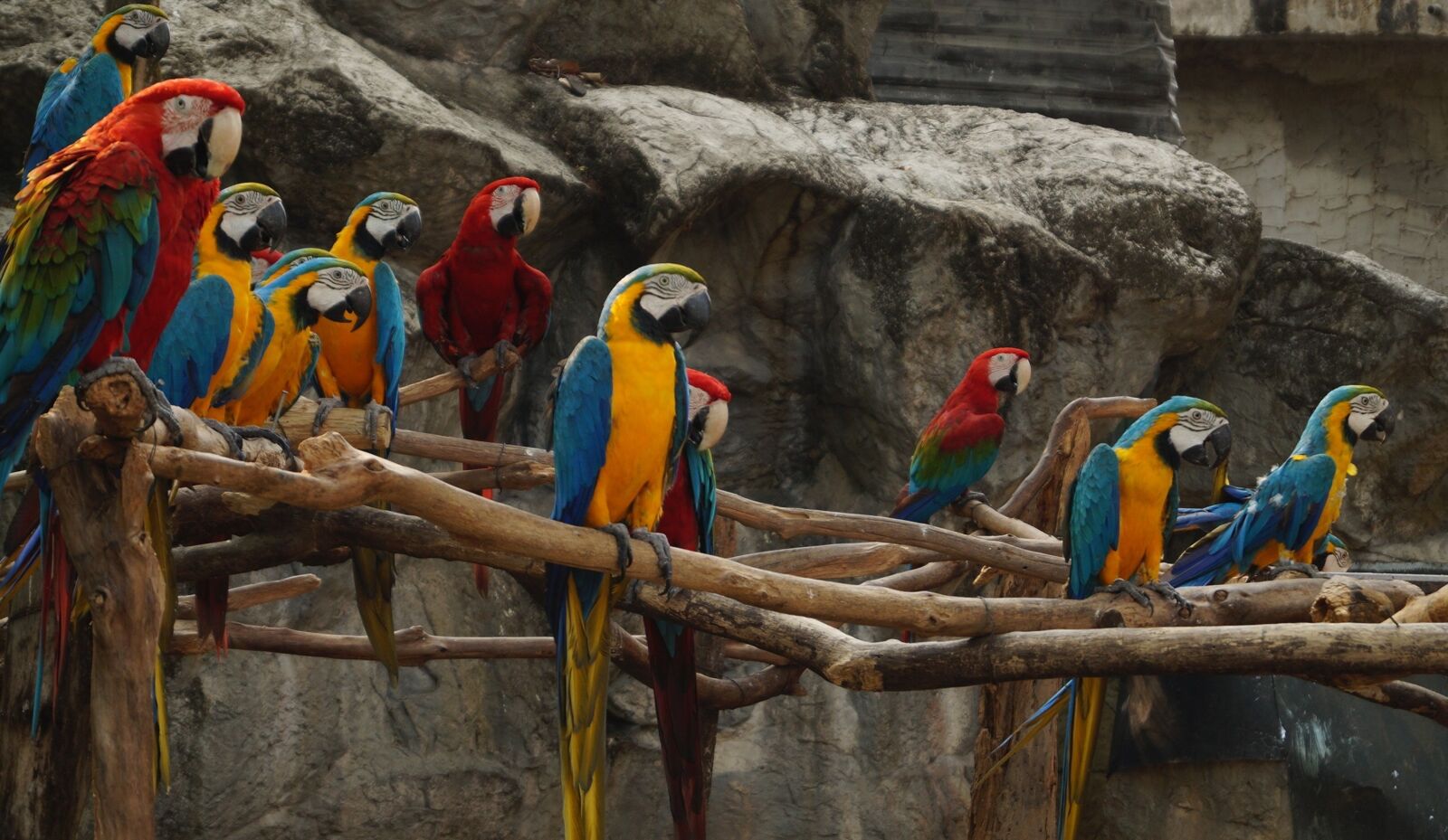 Sony DT 18-55mm F3.5-5.6 SAM II sample photo. Birds, blue, gold photography