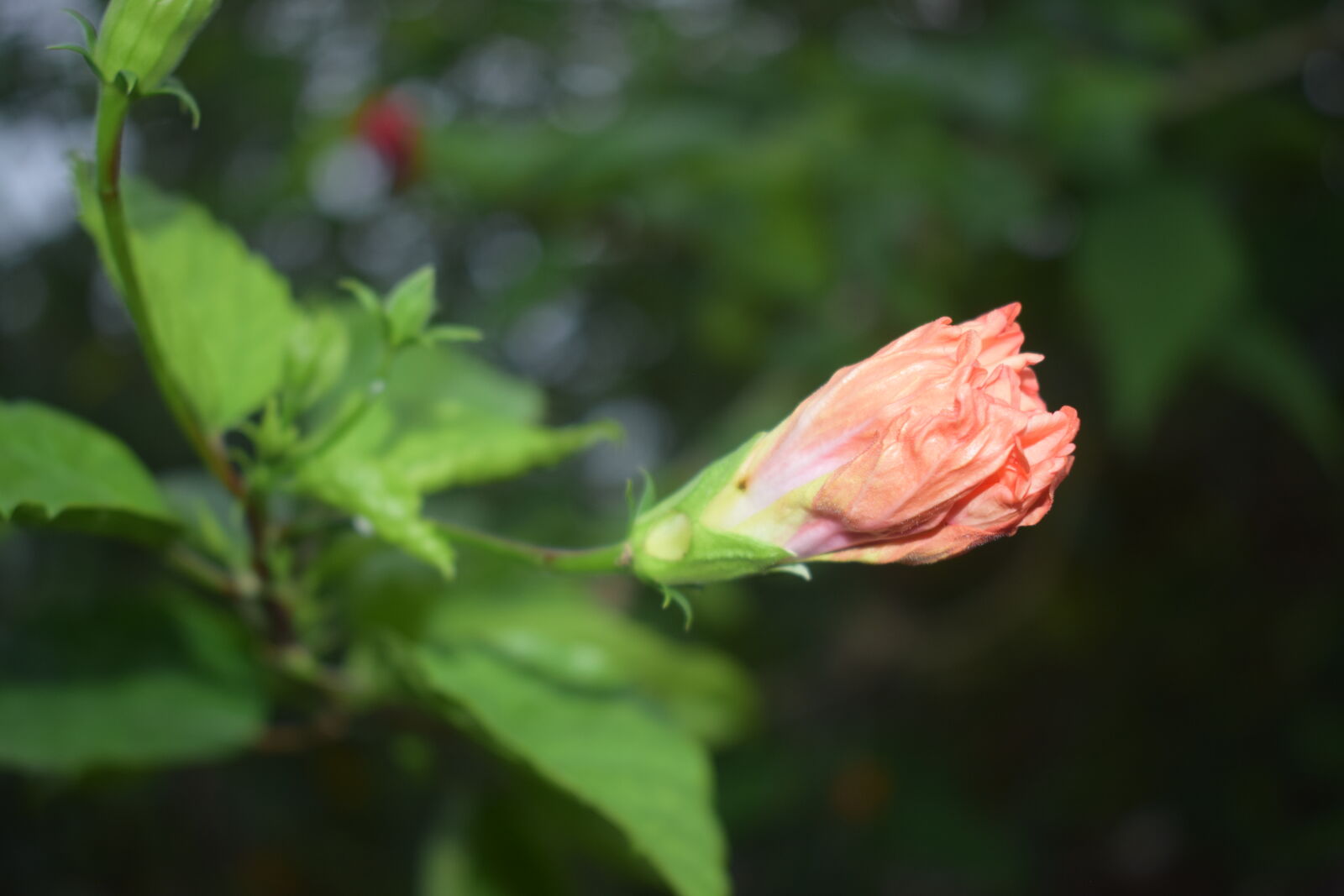 Nikon D5300 sample photo. Flower, bud, hibiscus, orange photography