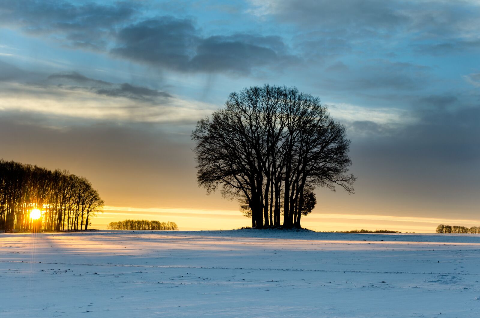 Nikon D5100 sample photo. Winter, east, tree photography