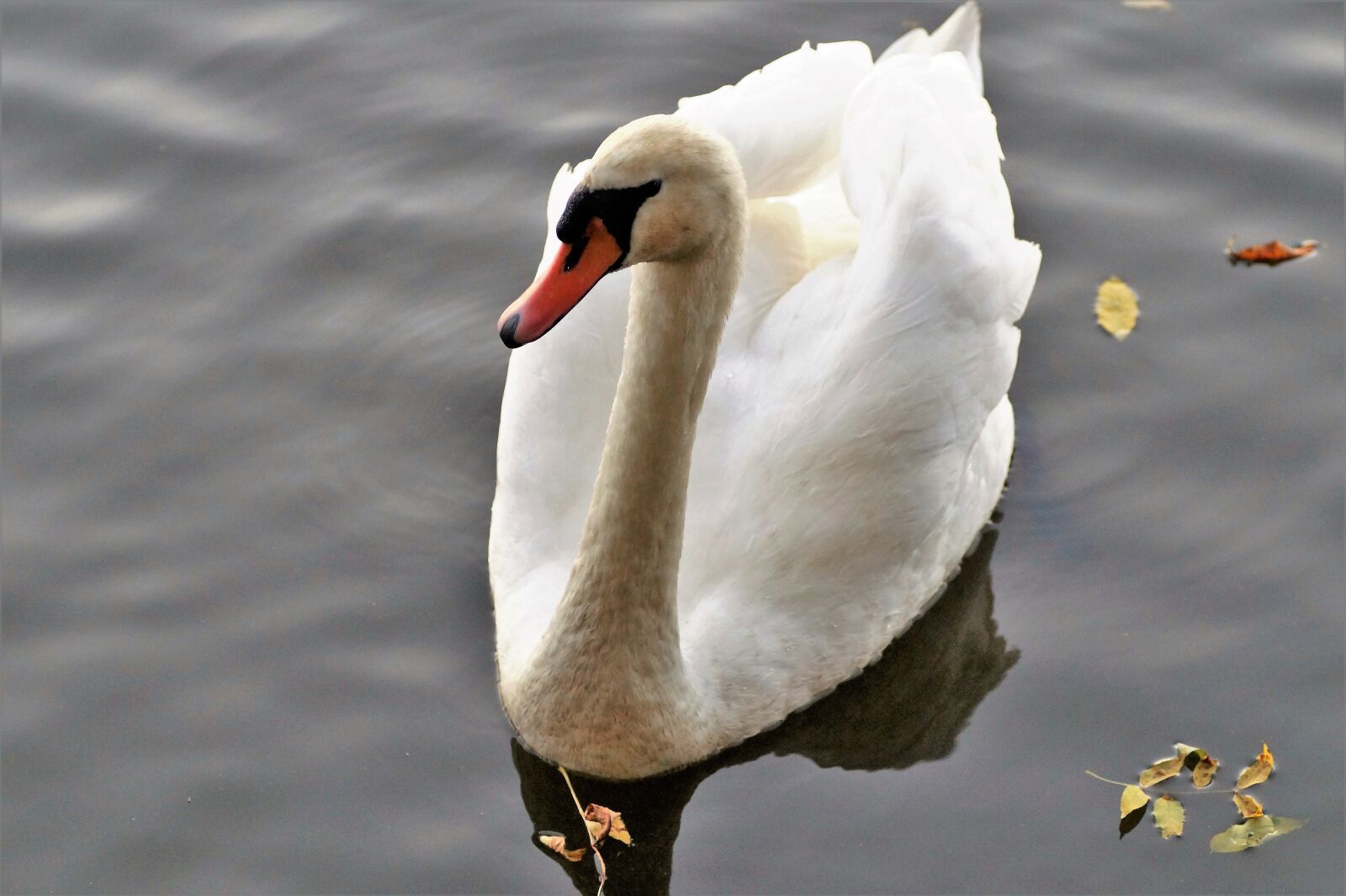 Sony SLT-A58 sample photo. Swan, white, water bird photography