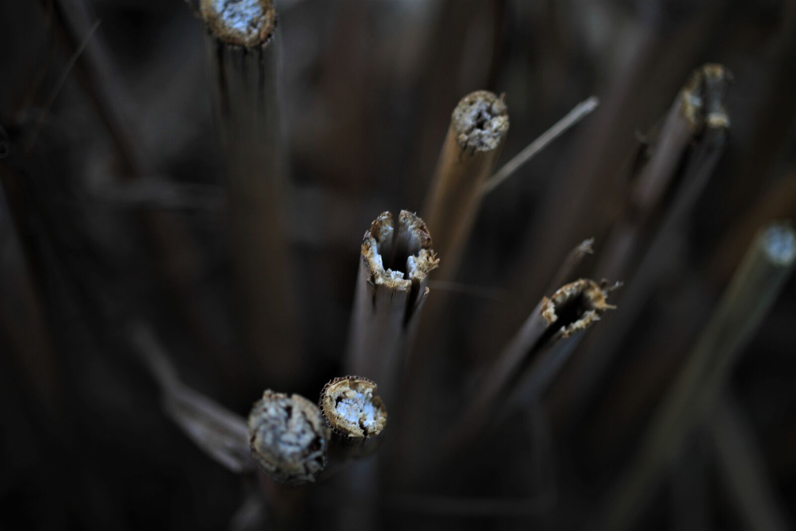 Canon EOS 7D sample photo. Grasses, section, dry photography