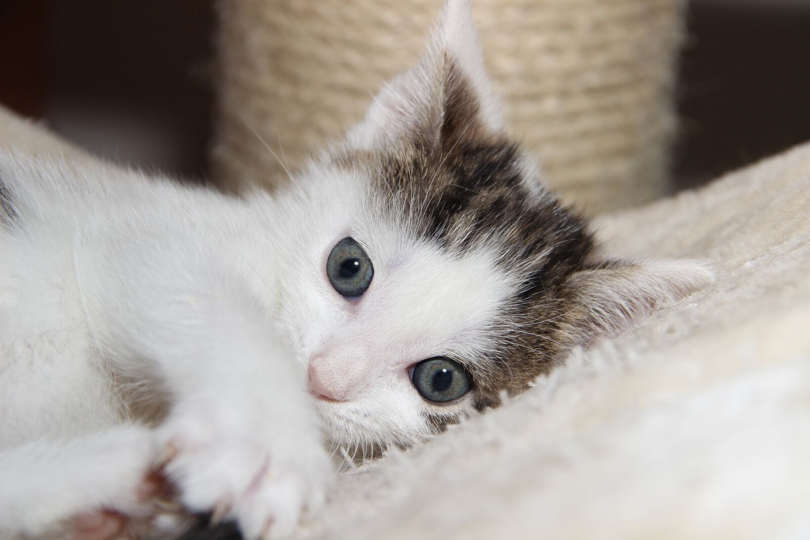Canon EOS 600D (Rebel EOS T3i / EOS Kiss X5) sample photo. Cat, domestic cat, small photography
