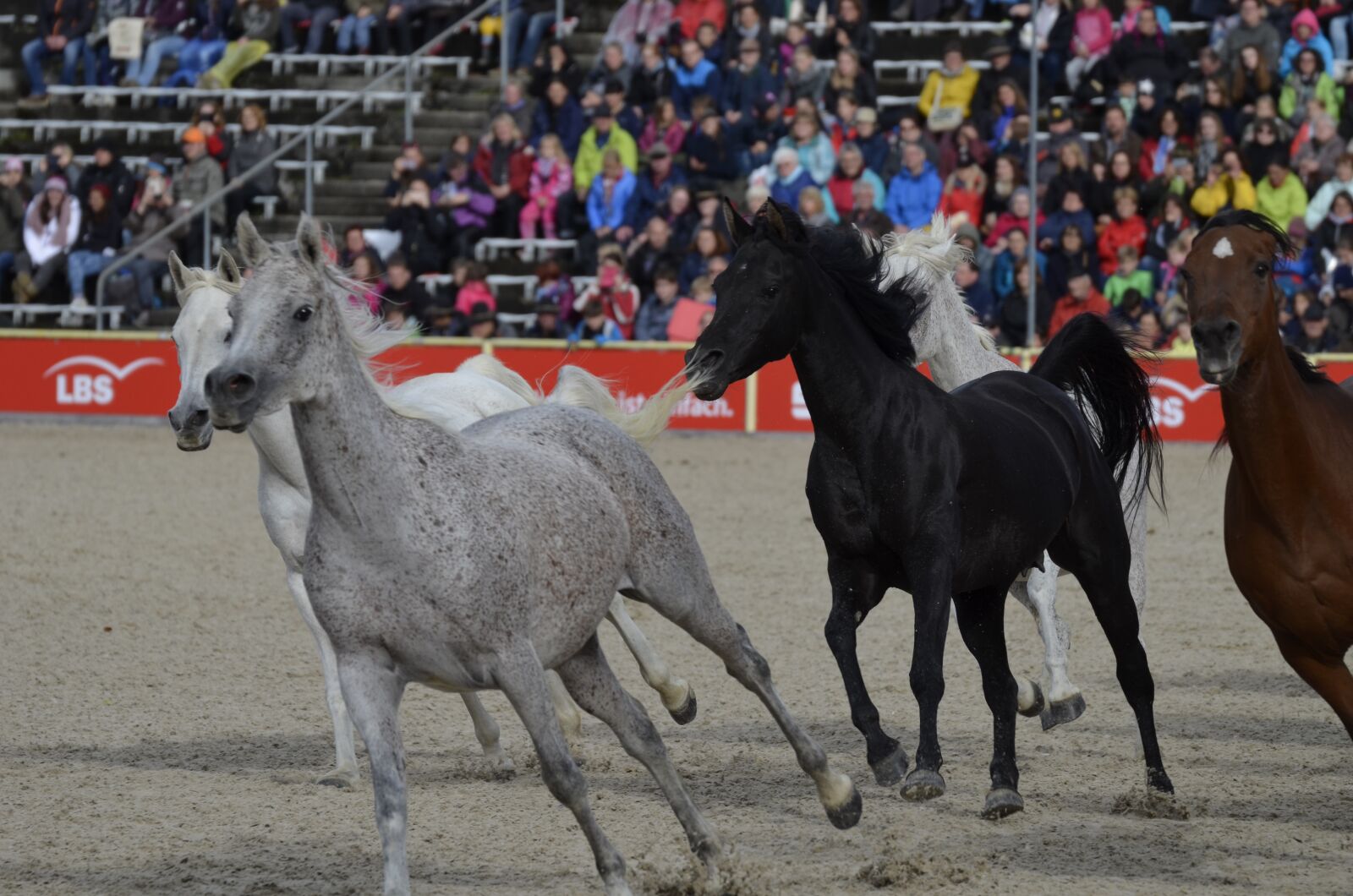 Nikon D5100 sample photo. Marbach, stallion parade in photography