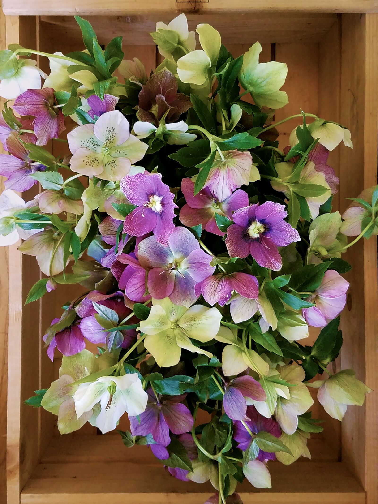 Samsung Galaxy S7 sample photo. Helleborus, hellebore, blossoms photography