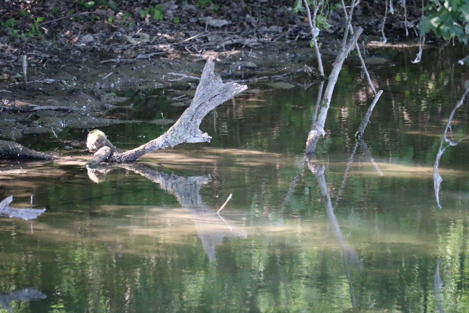 Canon EOS 750D (EOS Rebel T6i / EOS Kiss X8i) + Canon EF-S 55-250mm F4-5.6 IS STM sample photo. Lake, water, nature photography