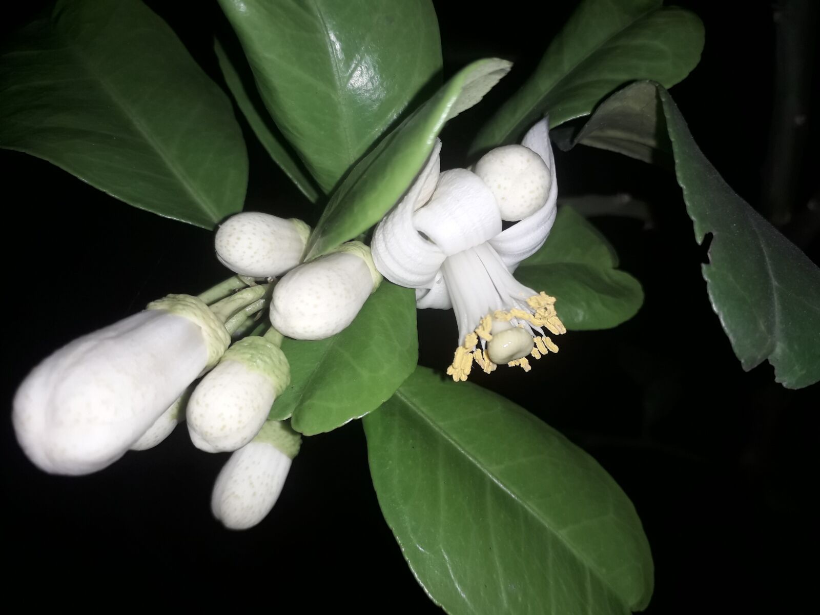 Samsung Galaxy J4 sample photo. Grapefruit, grapefruit blossom, grapefruit photography