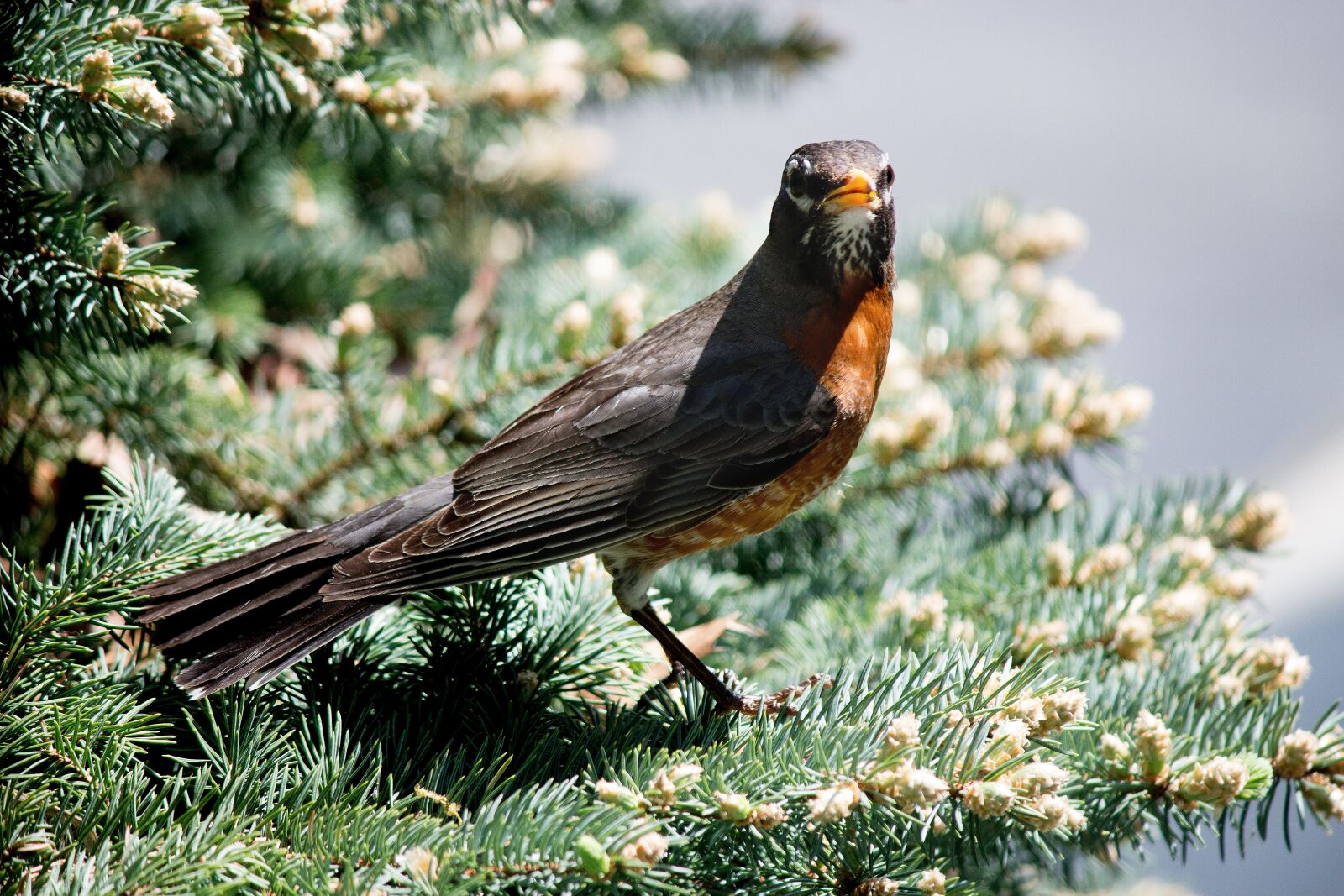 Canon EOS 100D (EOS Rebel SL1 / EOS Kiss X7) sample photo. Robin, bird, wildlife photography