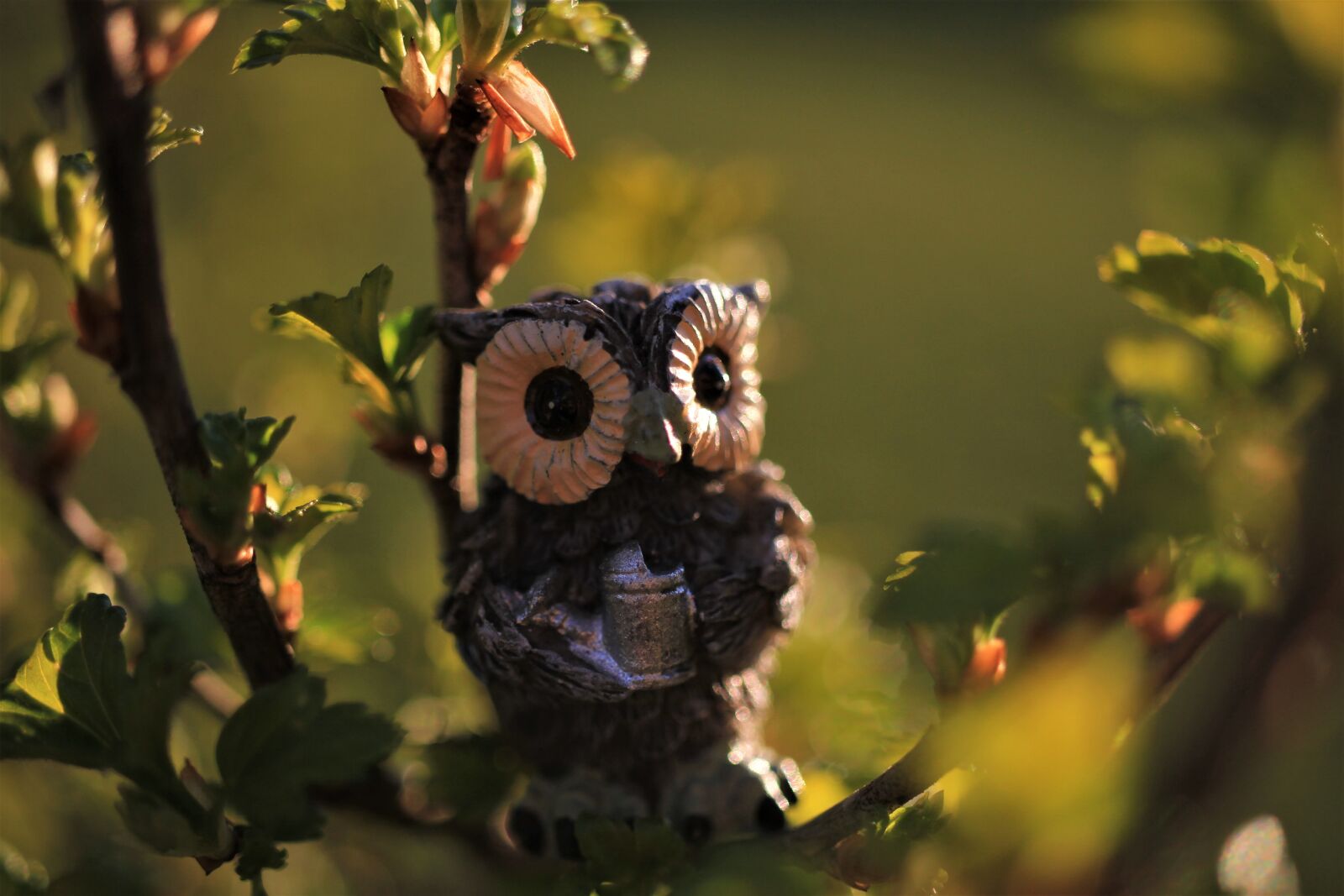 Canon EOS 7D sample photo. Owl, figure, spring photography