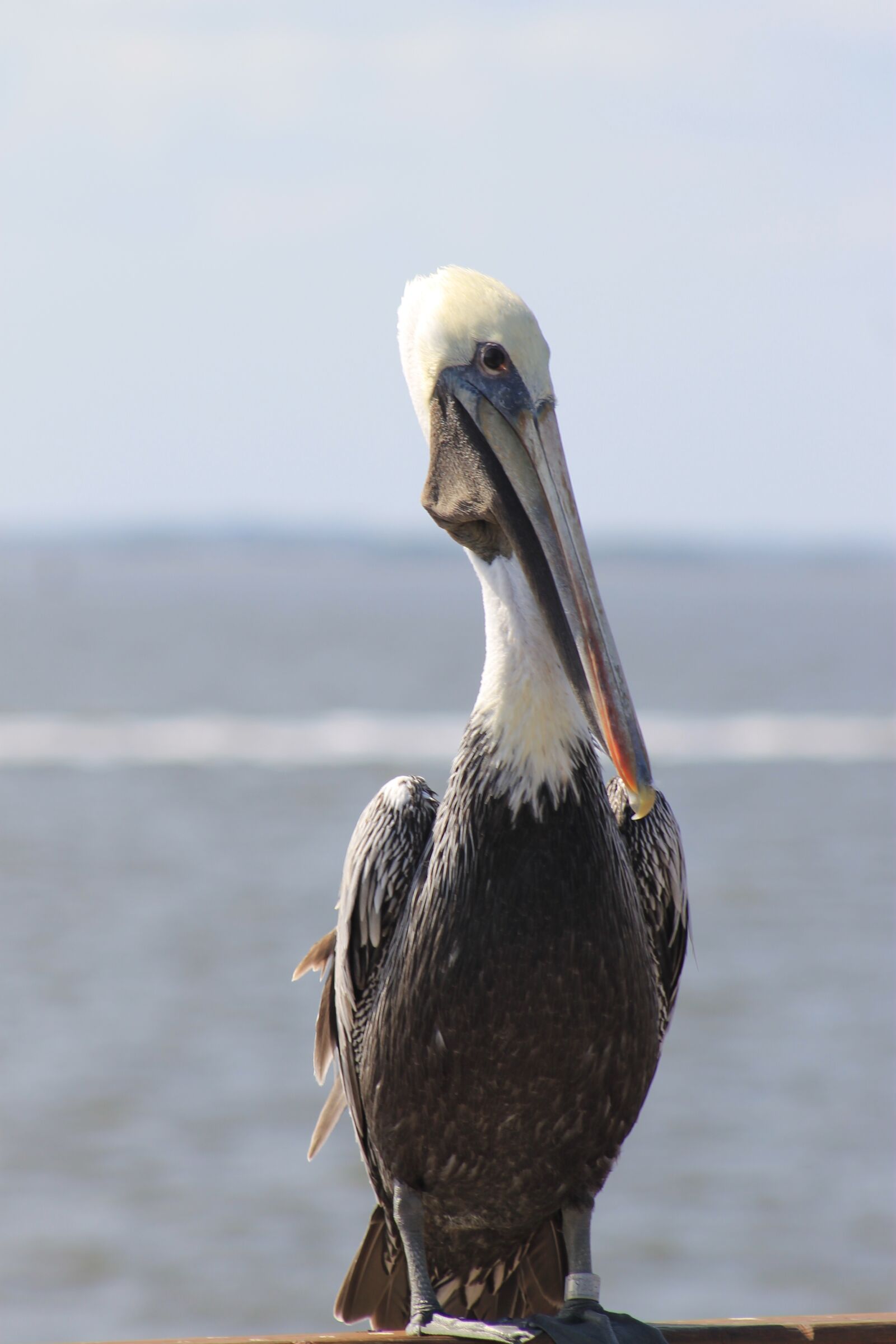 Canon EOS 1100D (EOS Rebel T3 / EOS Kiss X50) sample photo. Pelican, nature, bird photography