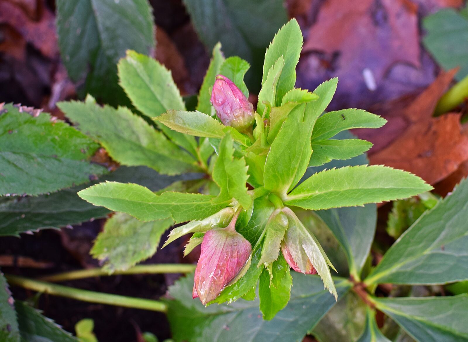 Nikon D3300 sample photo. Lenten rose in bud photography