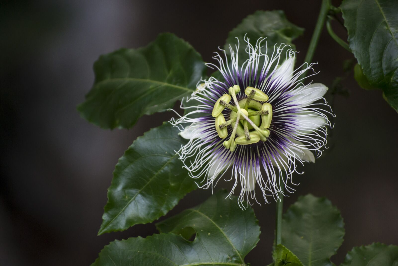 Nikon D3100 sample photo. Flower, natual, hippie photography