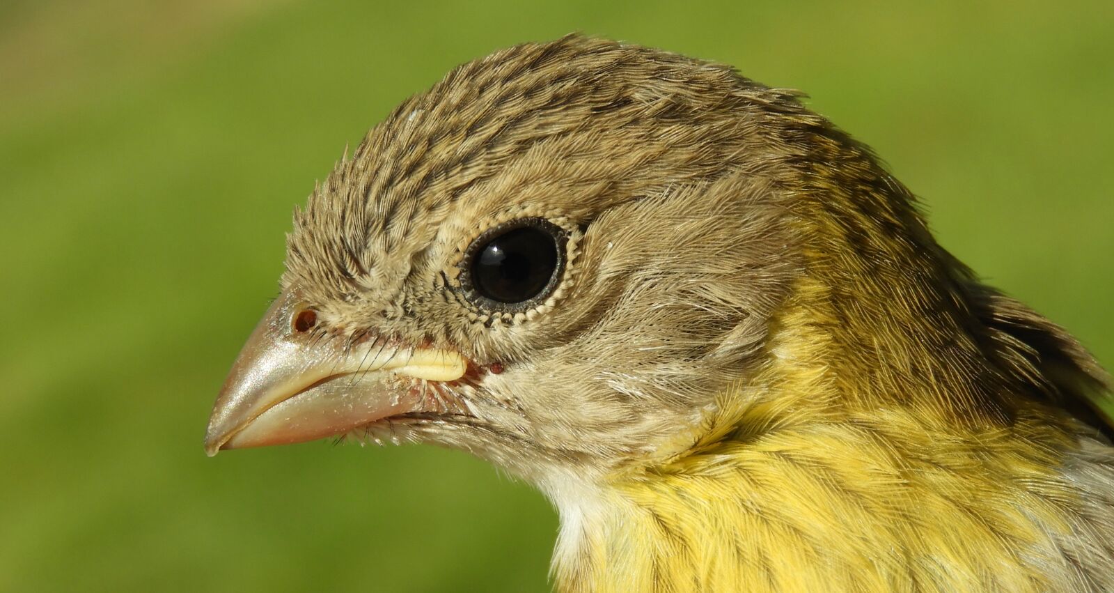 Nikon Coolpix B700 sample photo. Bird, ave, canary photography