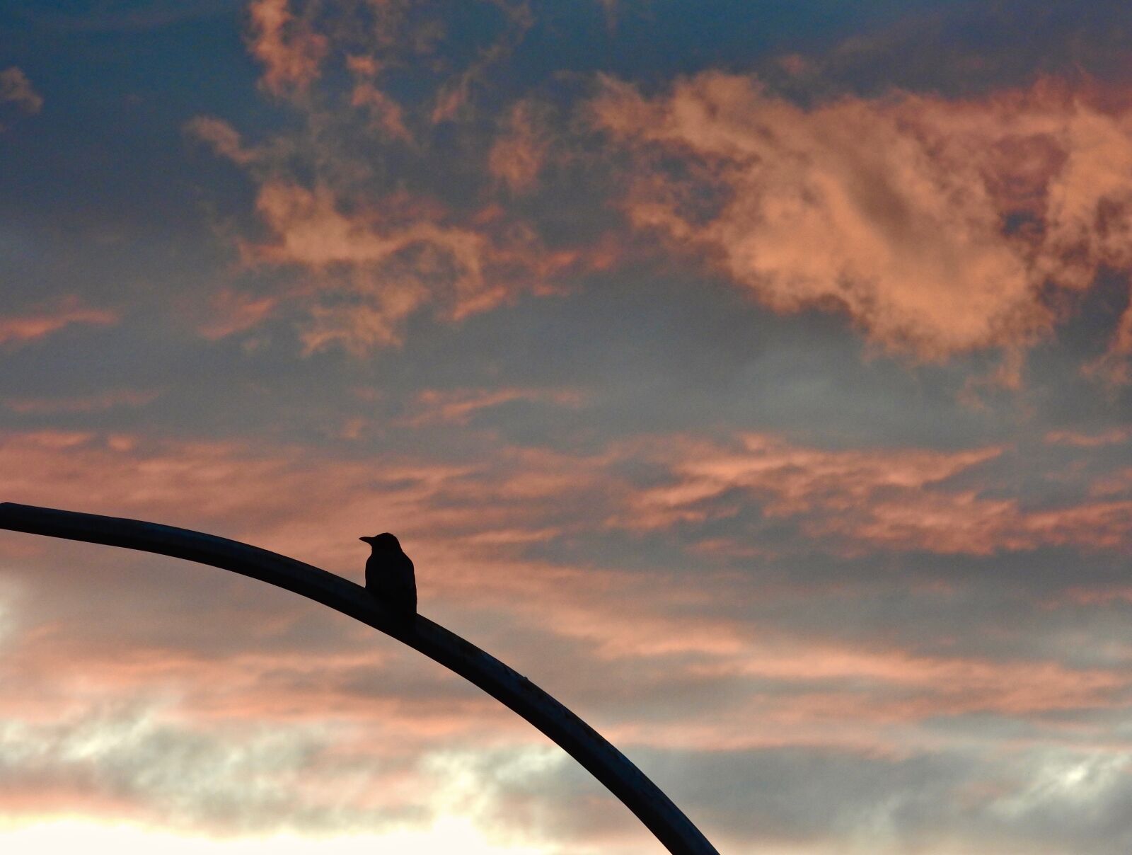 Nikon Coolpix P1000 sample photo. Crow, sunset, clouds photography