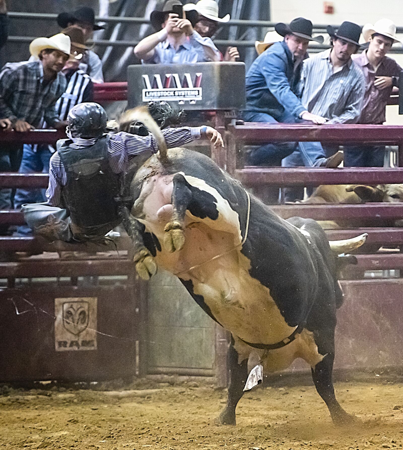 Nikon D850 sample photo. Bull, bull riding, rodeo photography