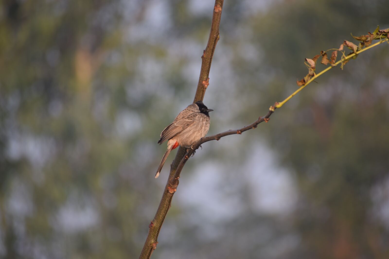 Nikon D3300 sample photo. Bird, nature, animal photography