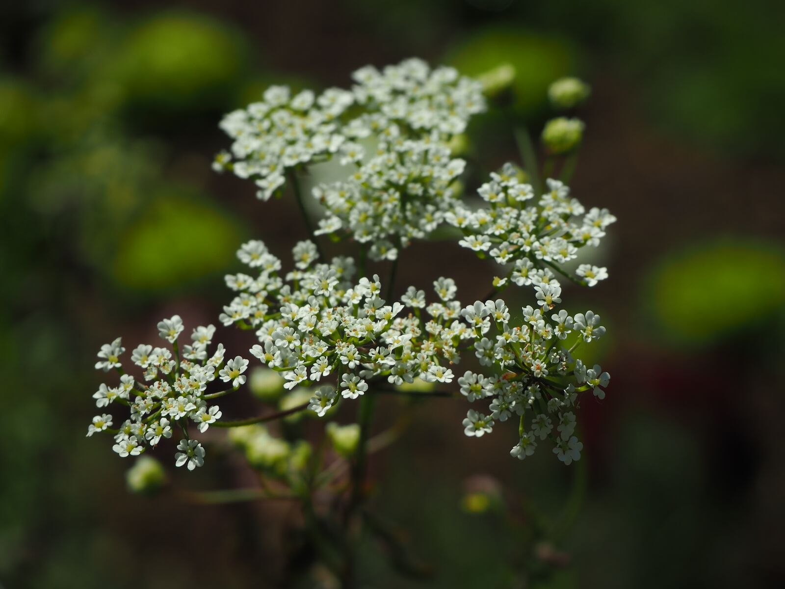 Olympus OM-D E-M10 III sample photo. Garden, flowers, summer photography