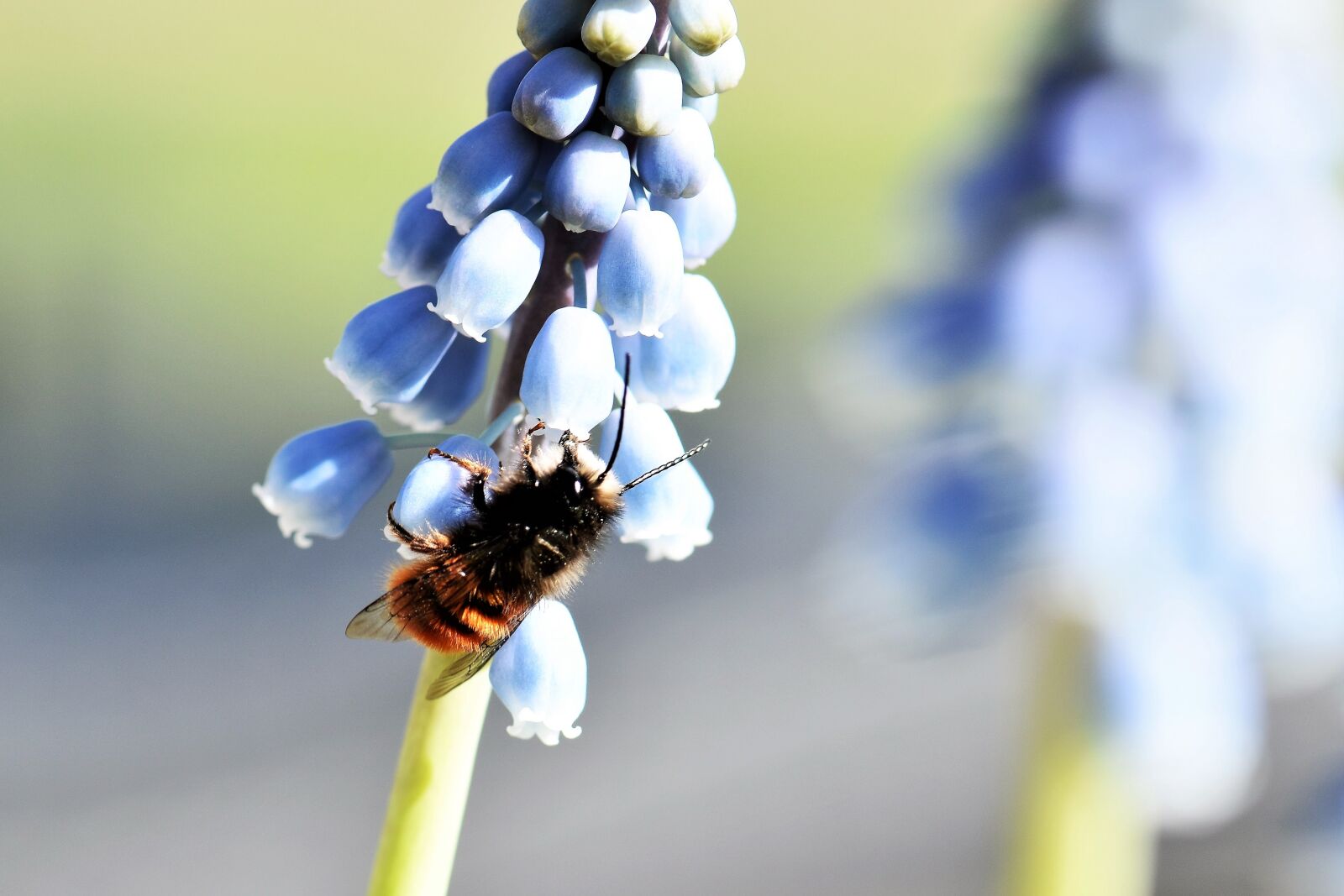 Nikon D5500 sample photo. Mason bee, wild bee photography