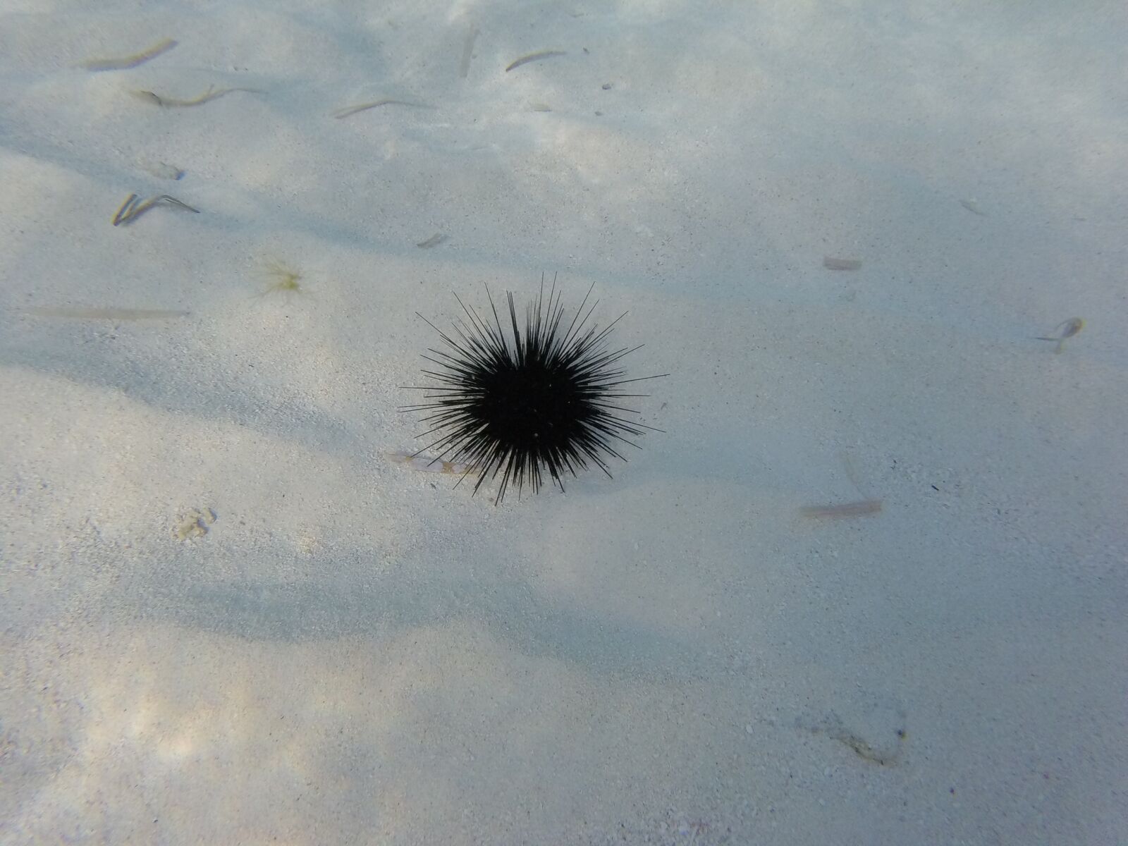 GoPro HERO sample photo. Sea ​​urchin, sea, hedgehog photography