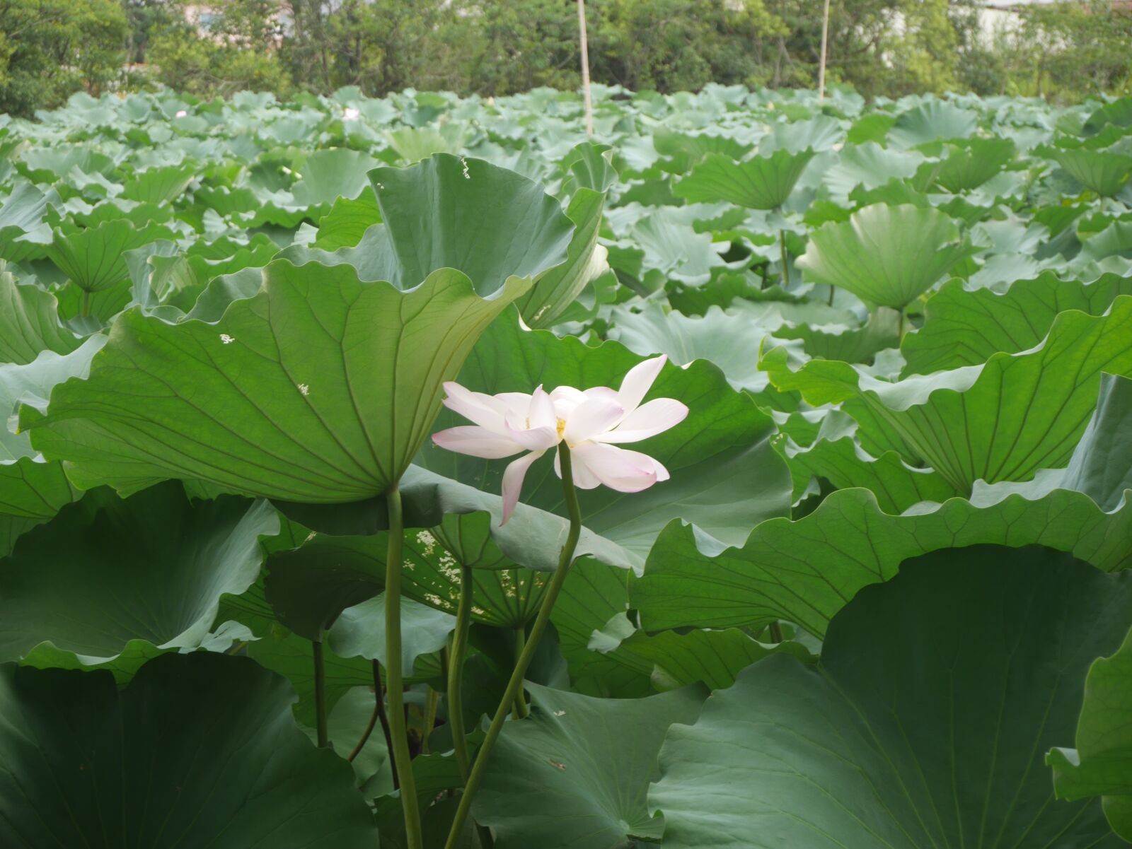 Panasonic Lumix DMC-GX7 sample photo. Lotus, pink, plant photography