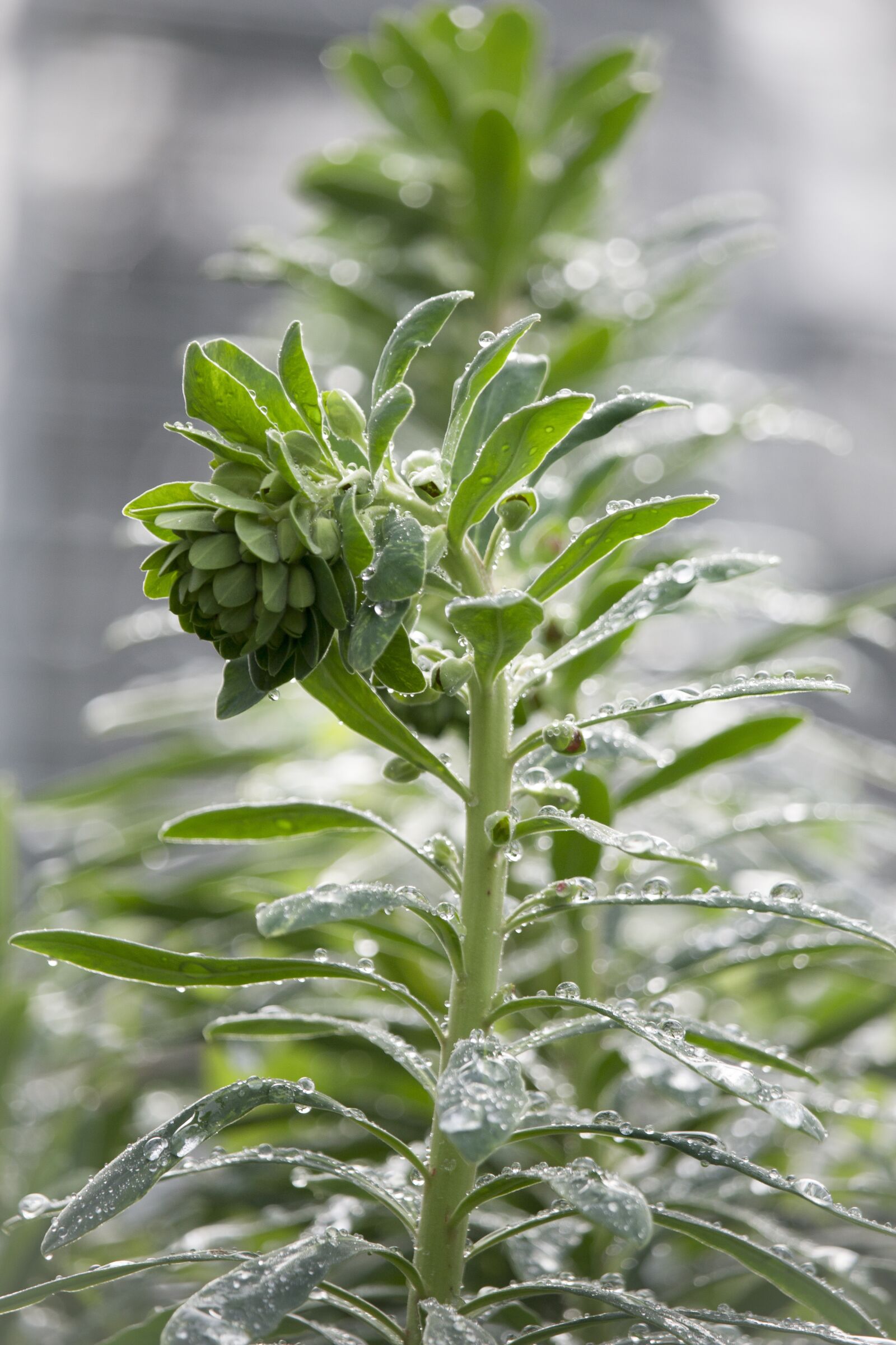 Canon EF-S 55-250mm F4-5.6 IS STM sample photo. Euphorbia, green, nature photography